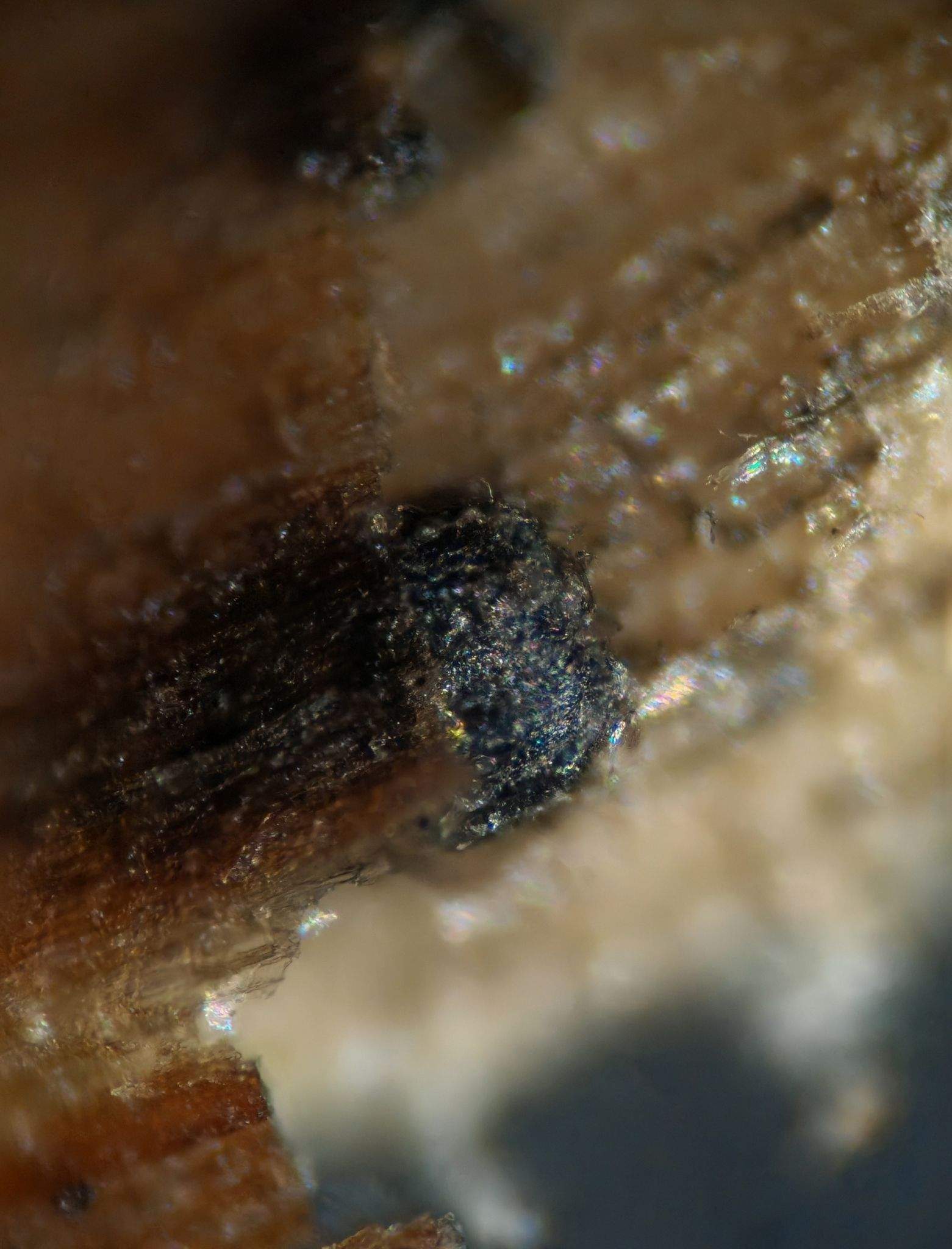 Paraconiothyrium fuckelii