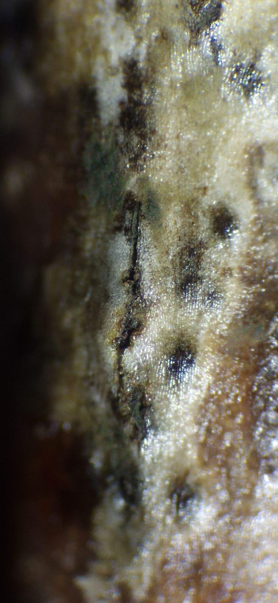 Paraconiothyrium fuckelii
