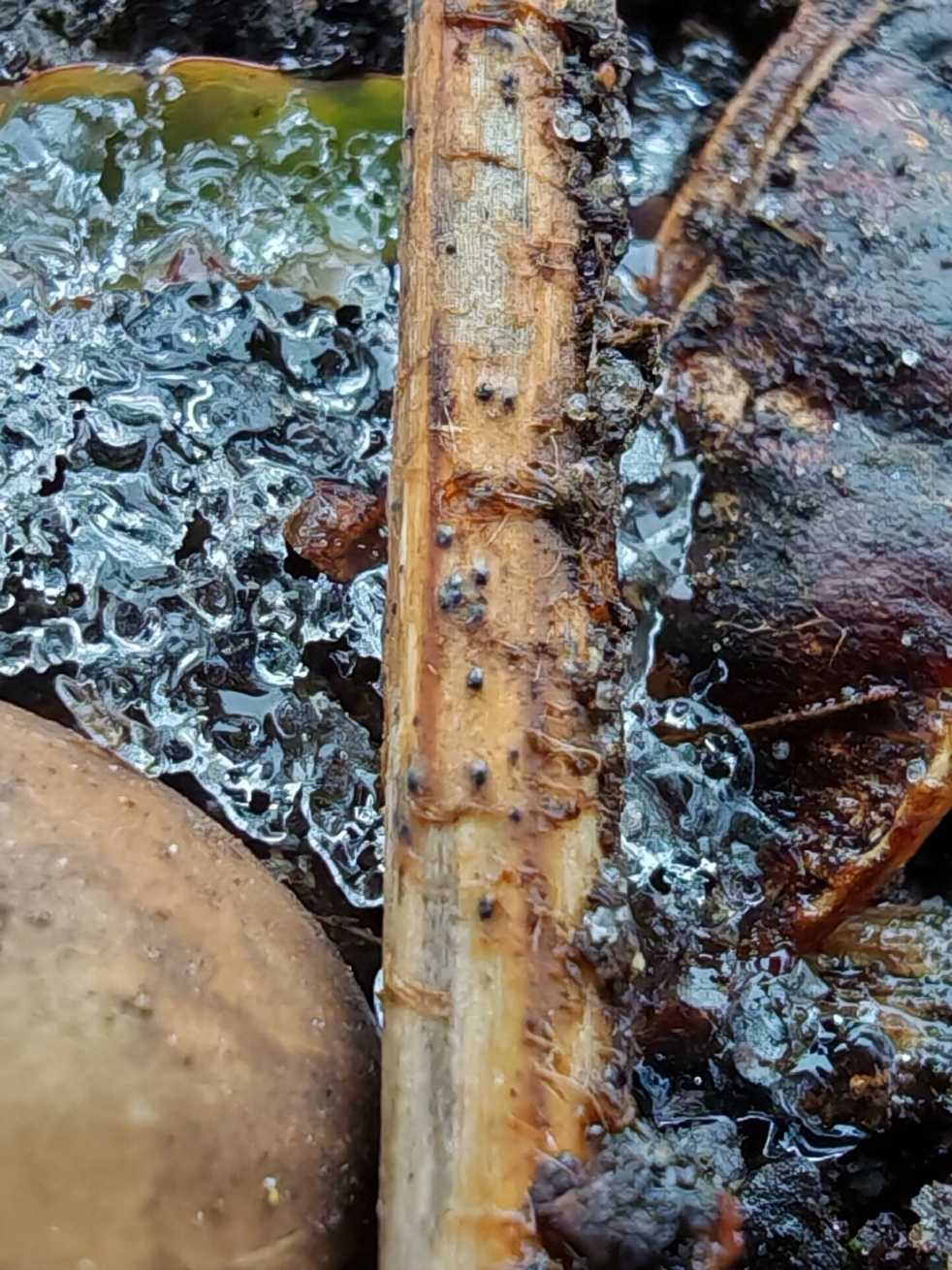 Paraconiothyrium fuckelii