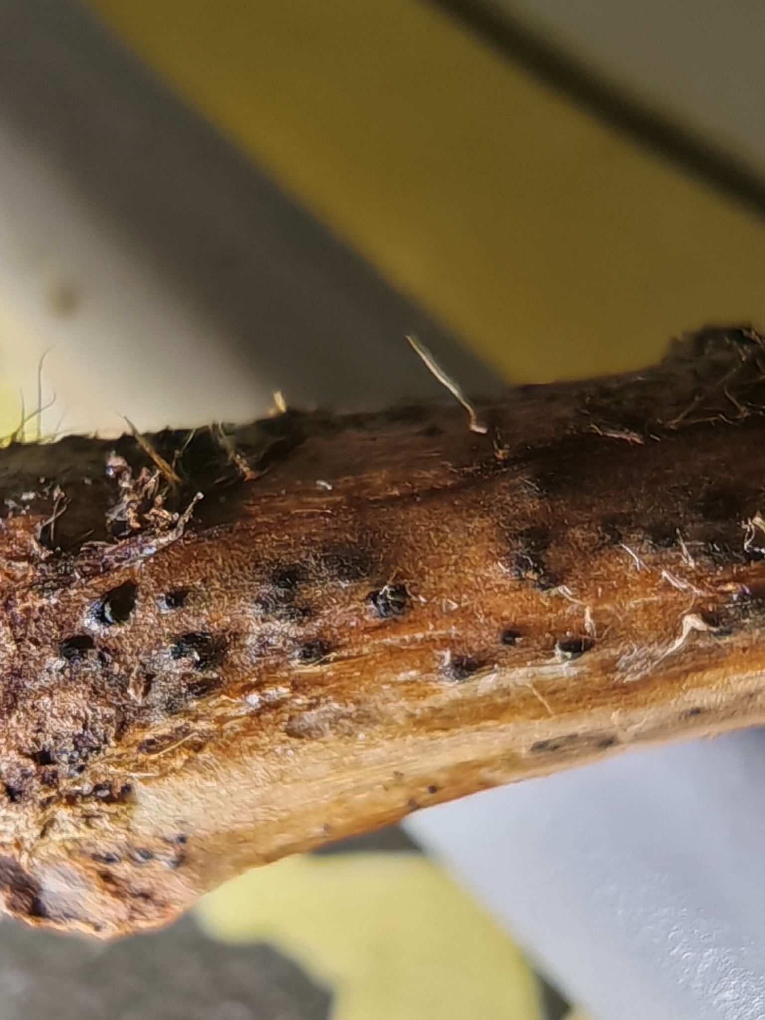 Paraconiothyrium fuckelii