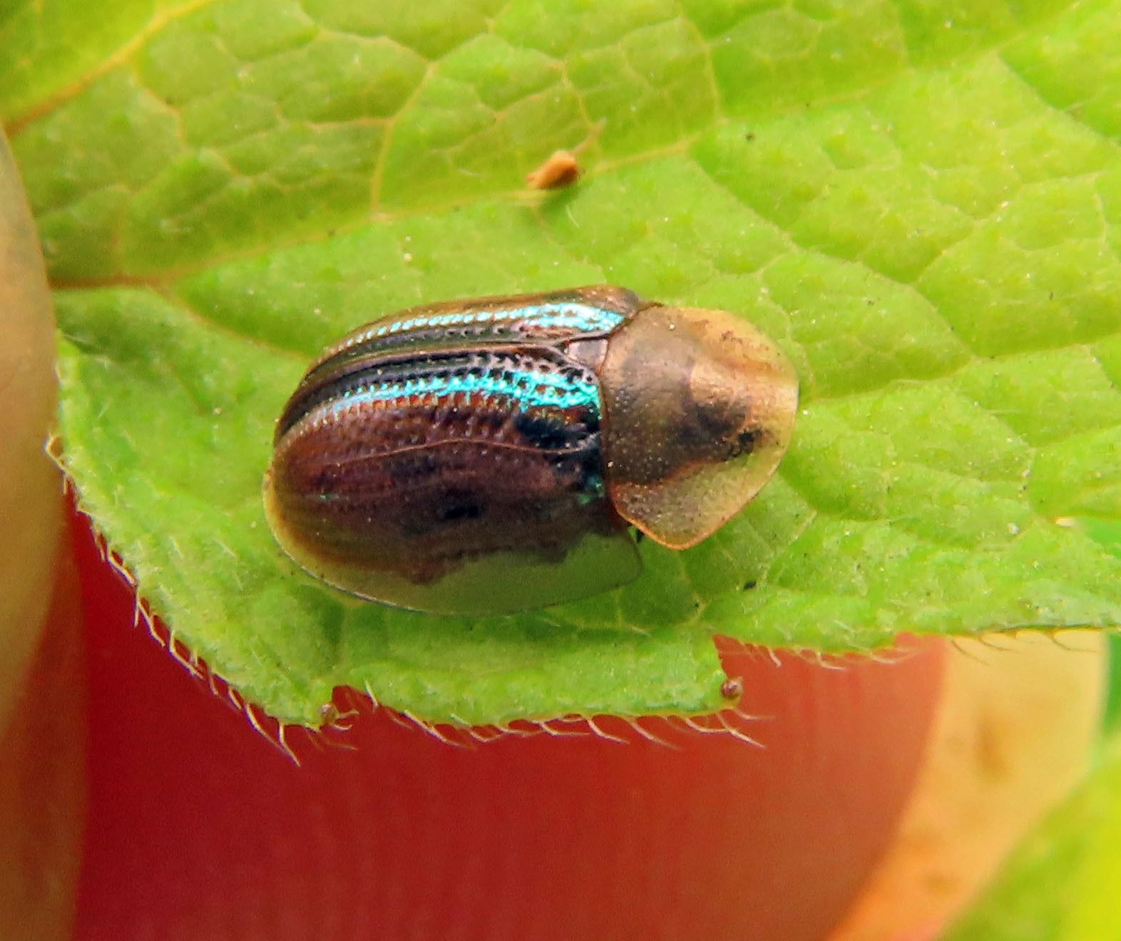 Cassida nobilis