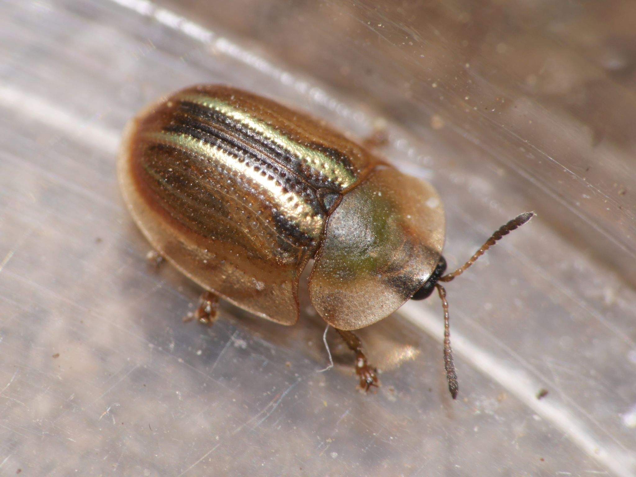 Cassida nobilis