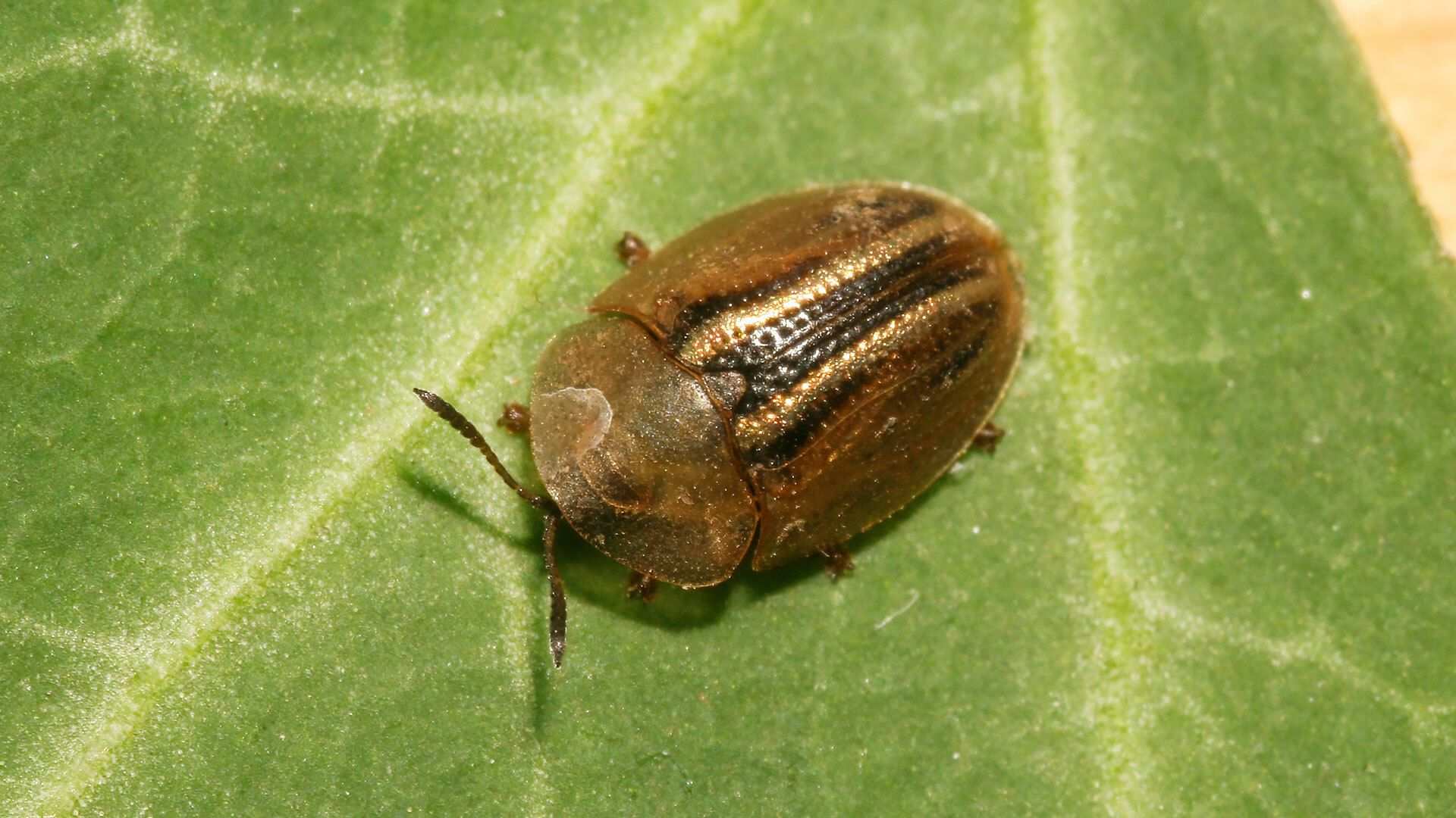 Cassida nobilis