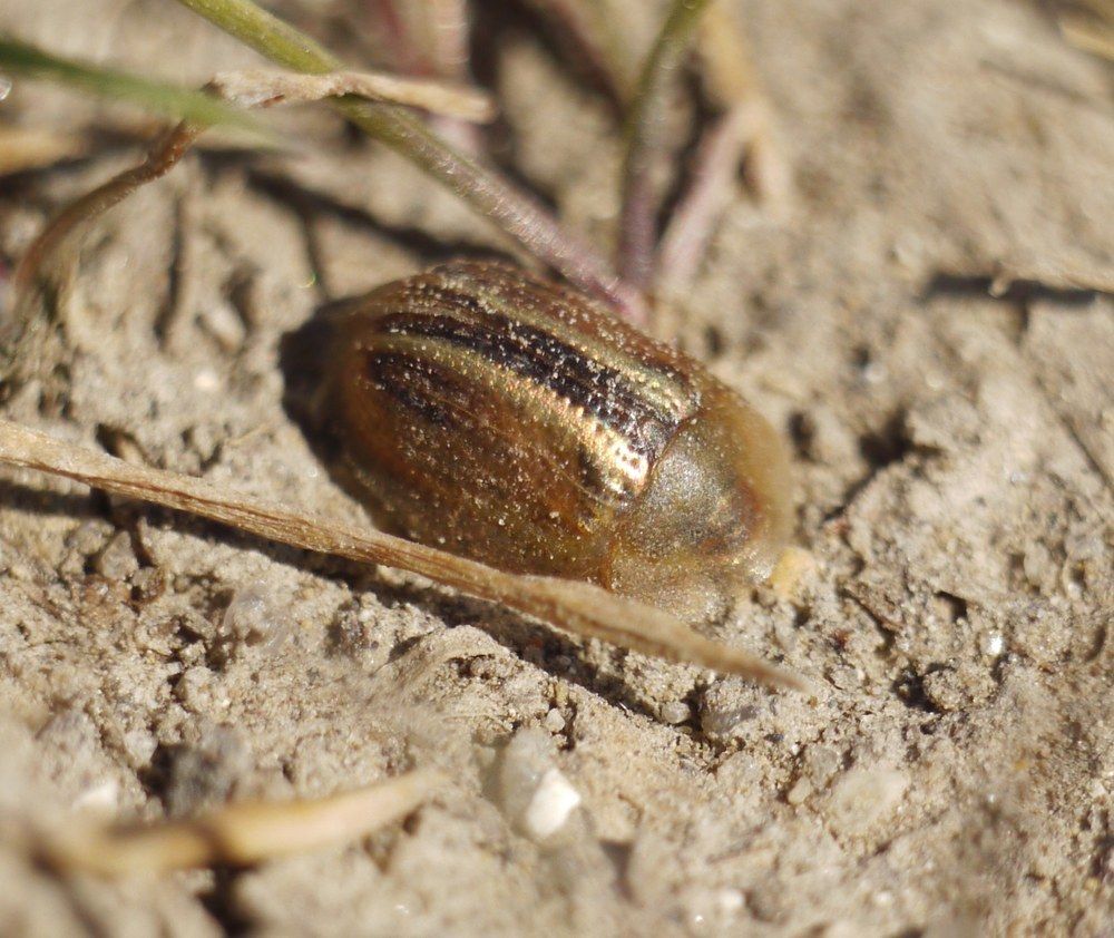 Cassida nobilis