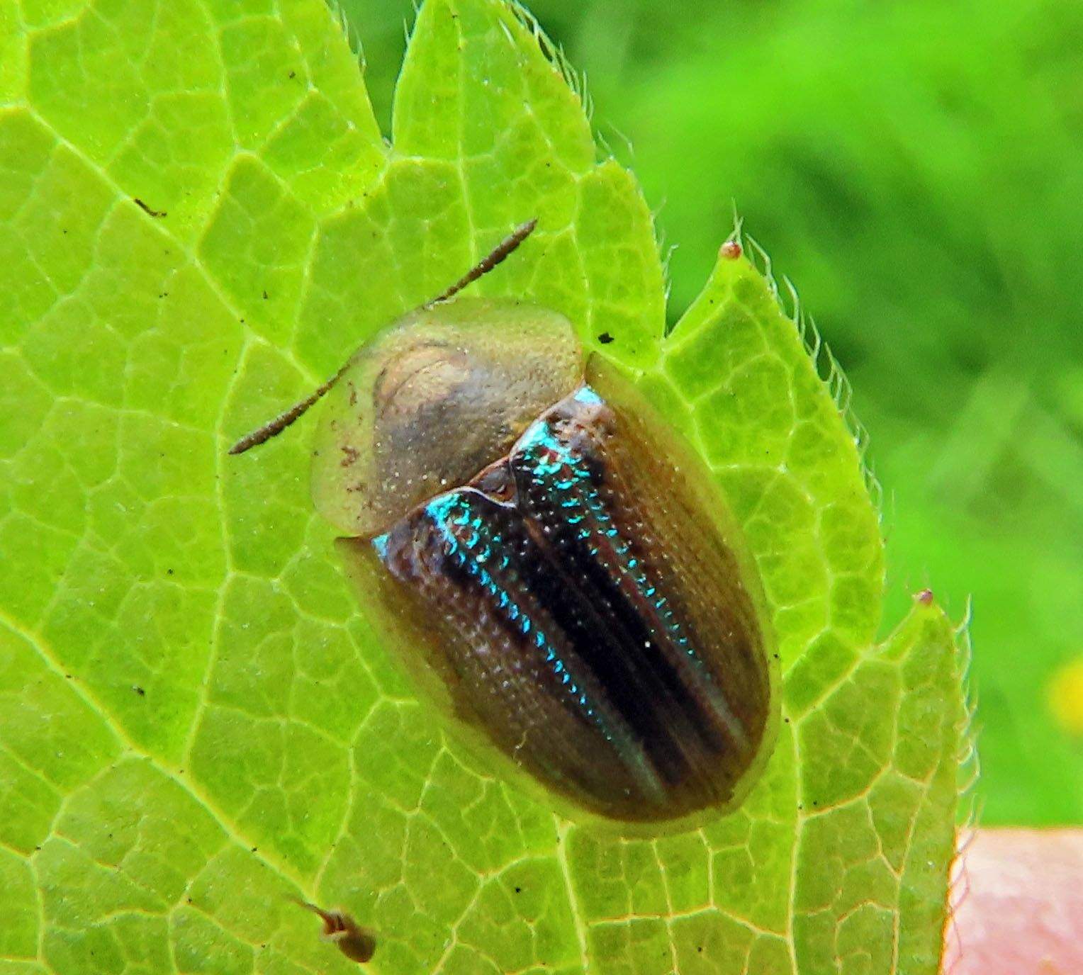 Cassida nobilis