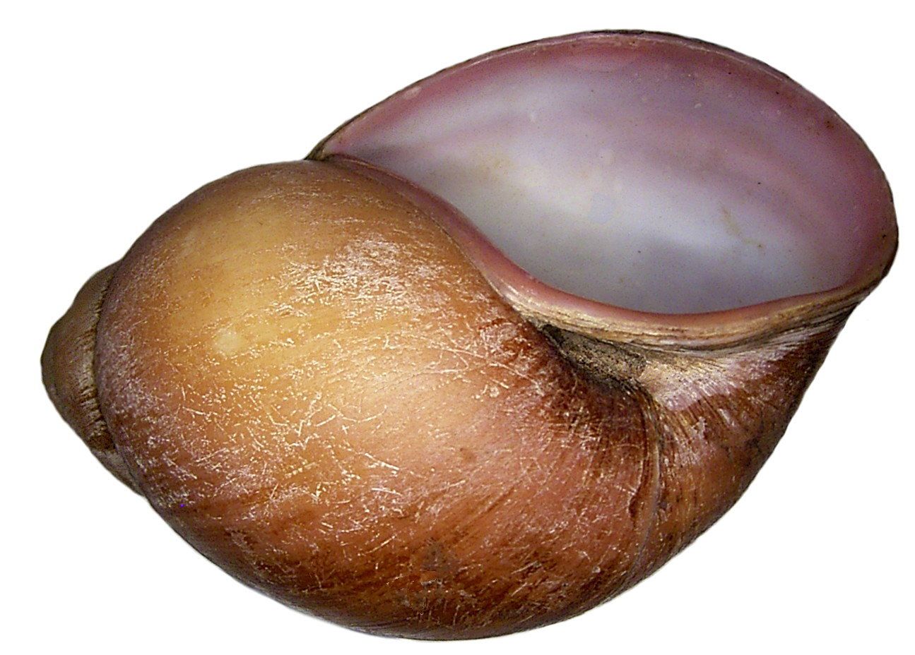 Burtoa
