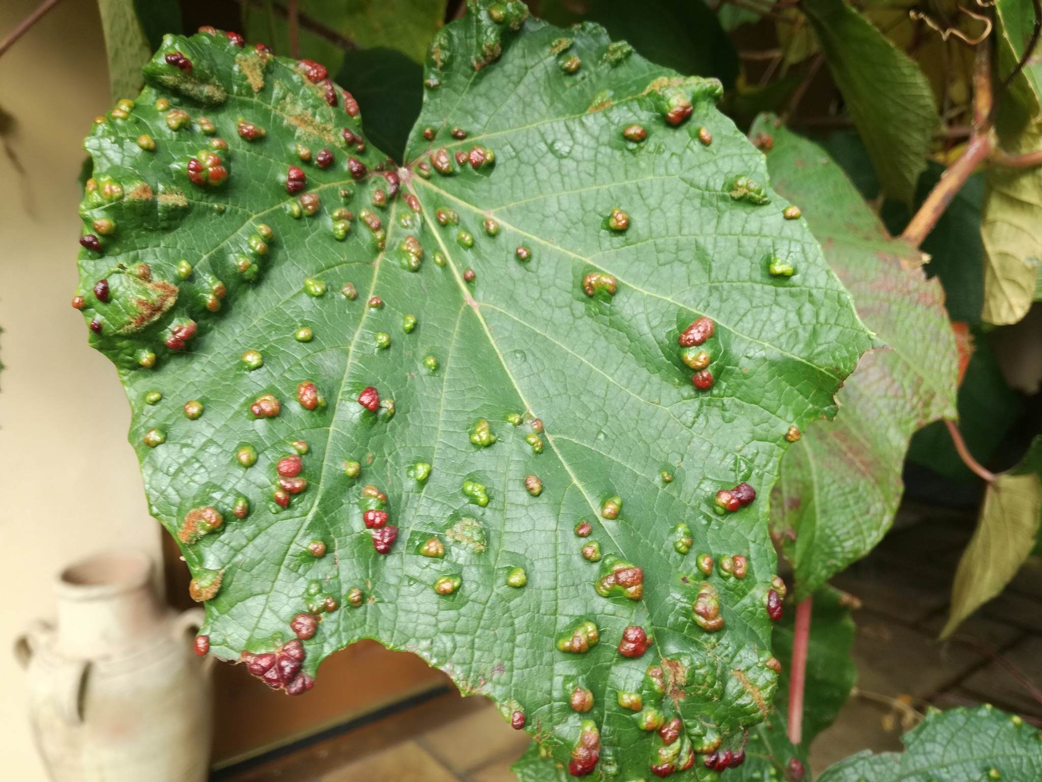 Colomerus vitis