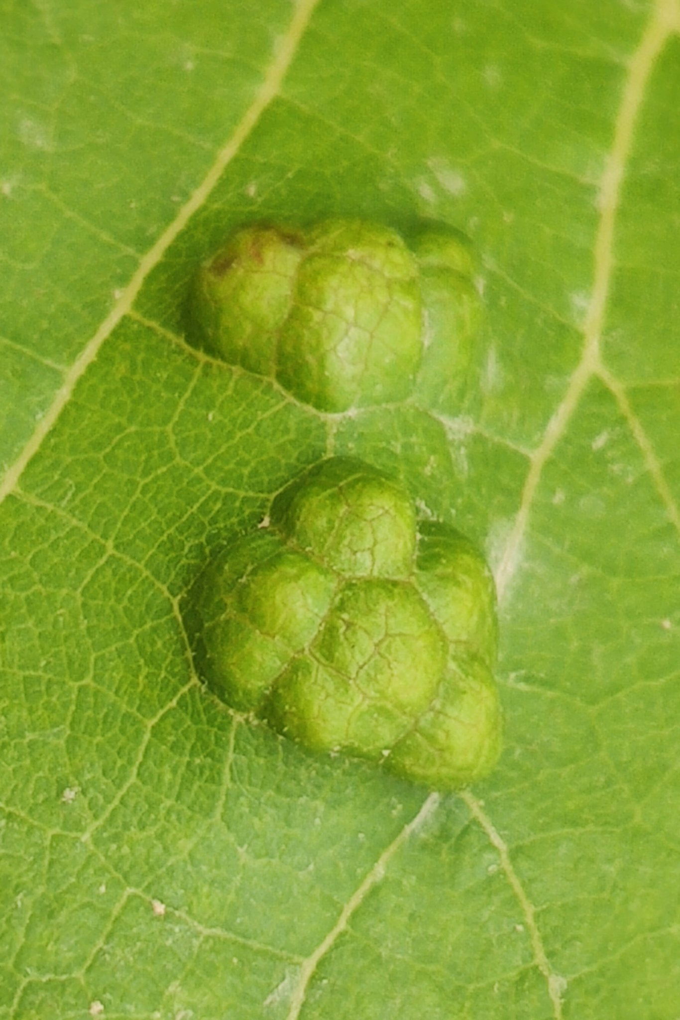 Colomerus vitis