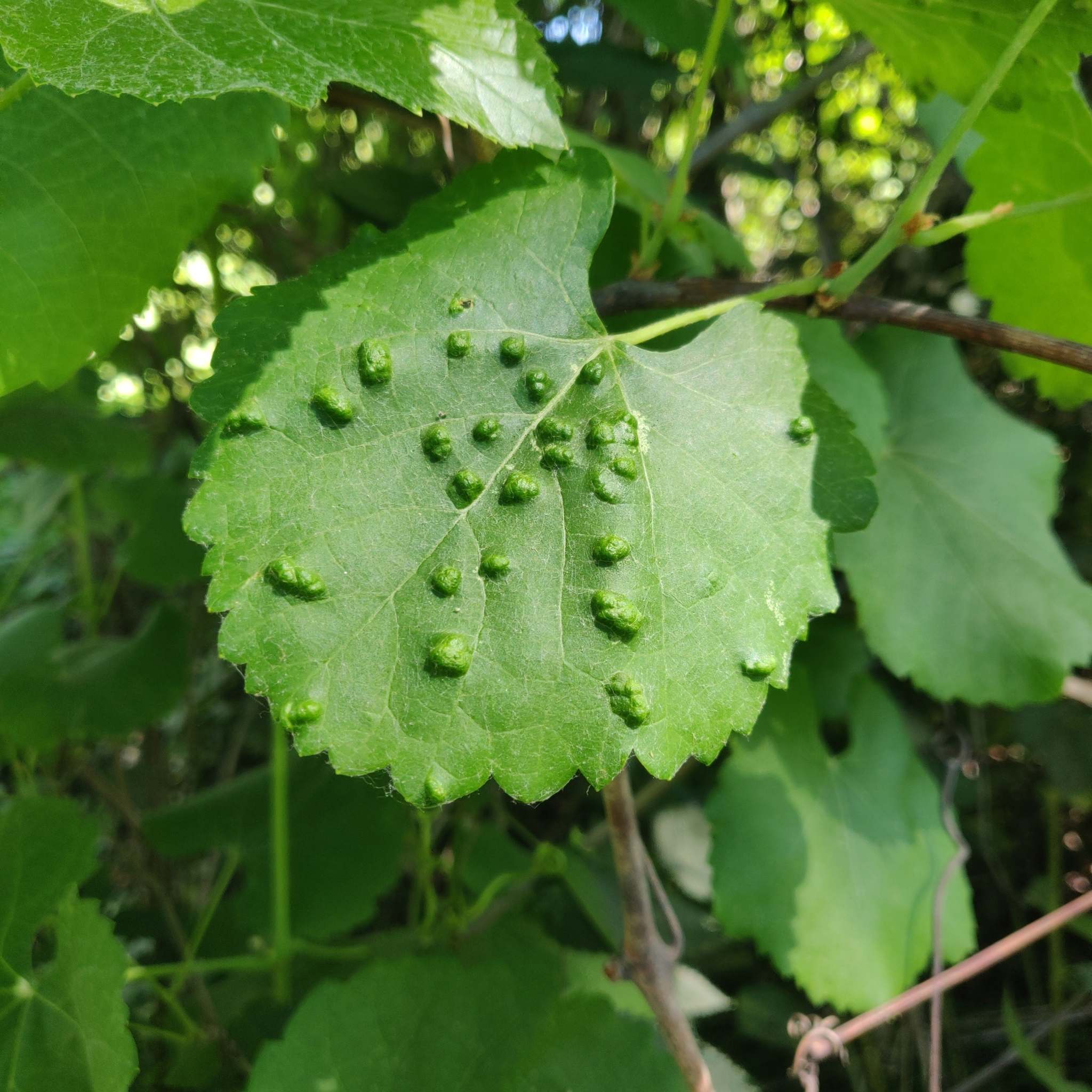 Colomerus vitis