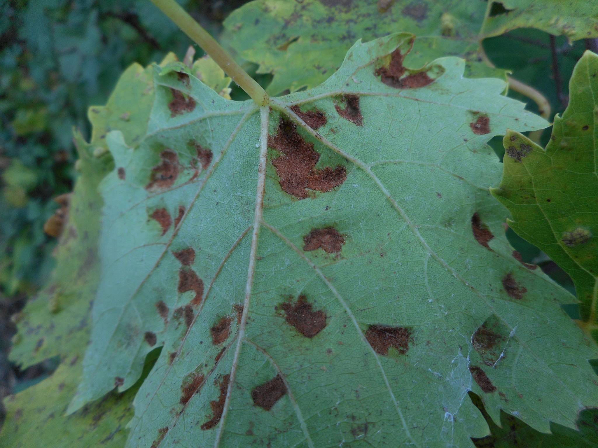Colomerus vitis
