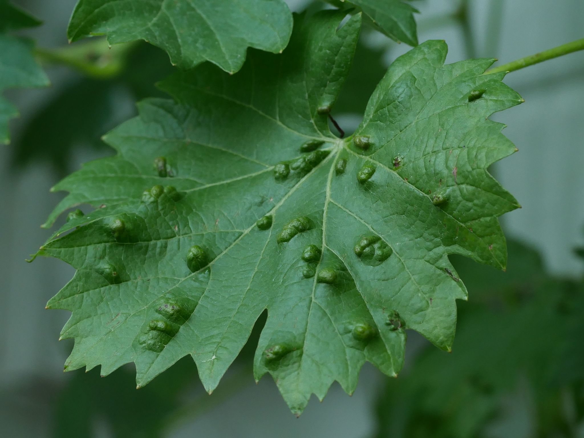 Colomerus vitis