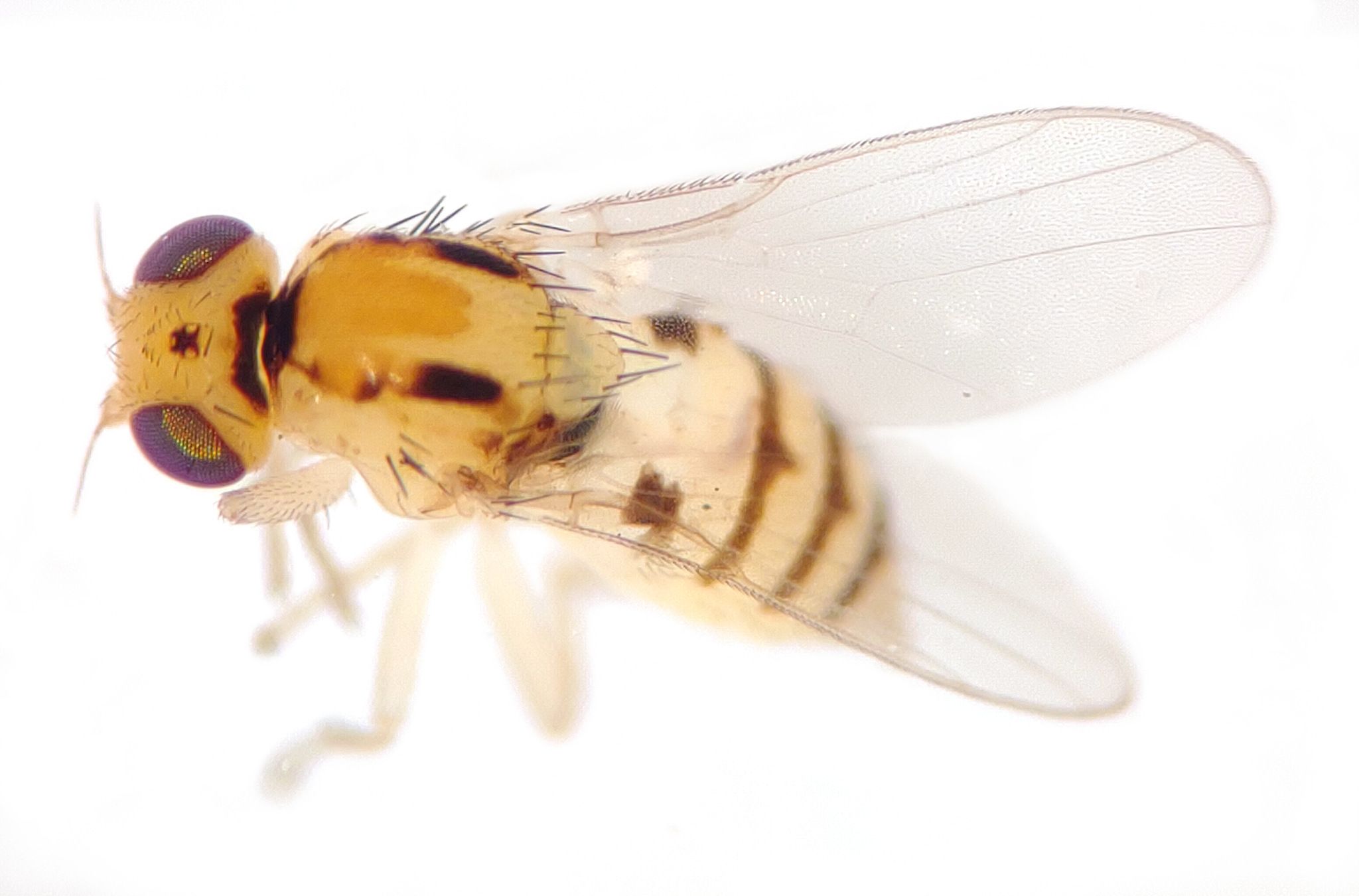 Eugaurax