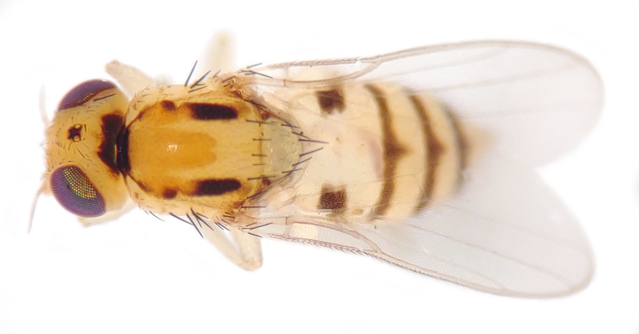 Eugaurax