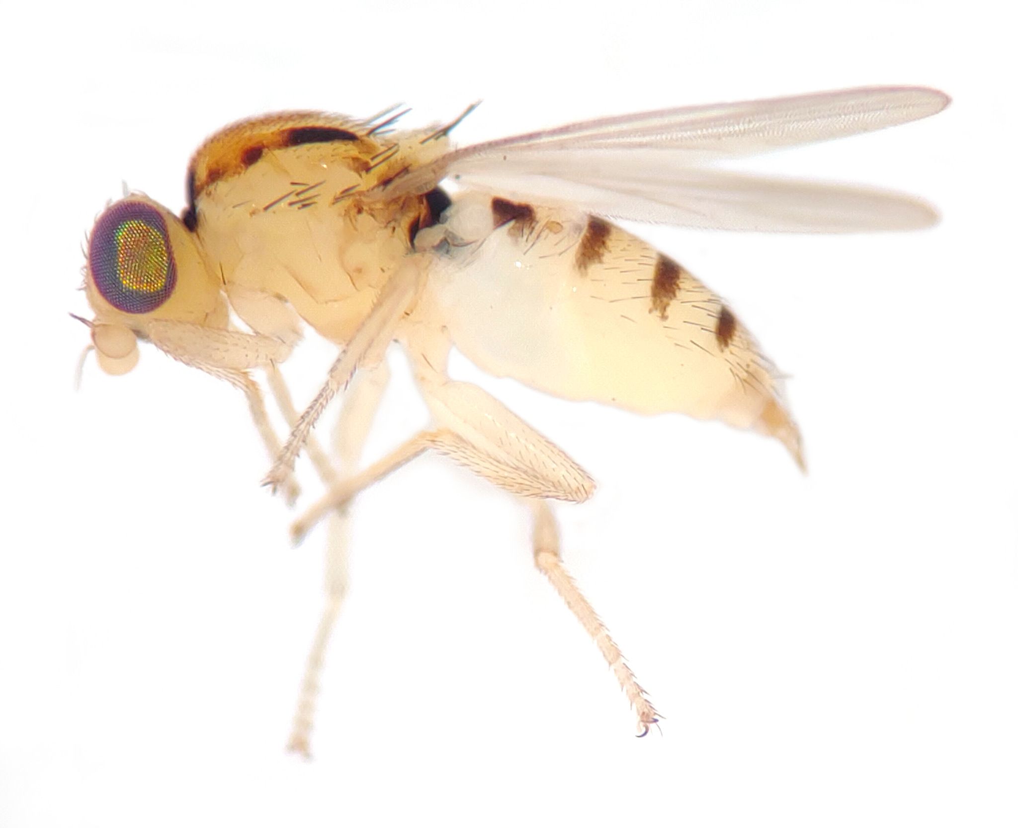 Eugaurax