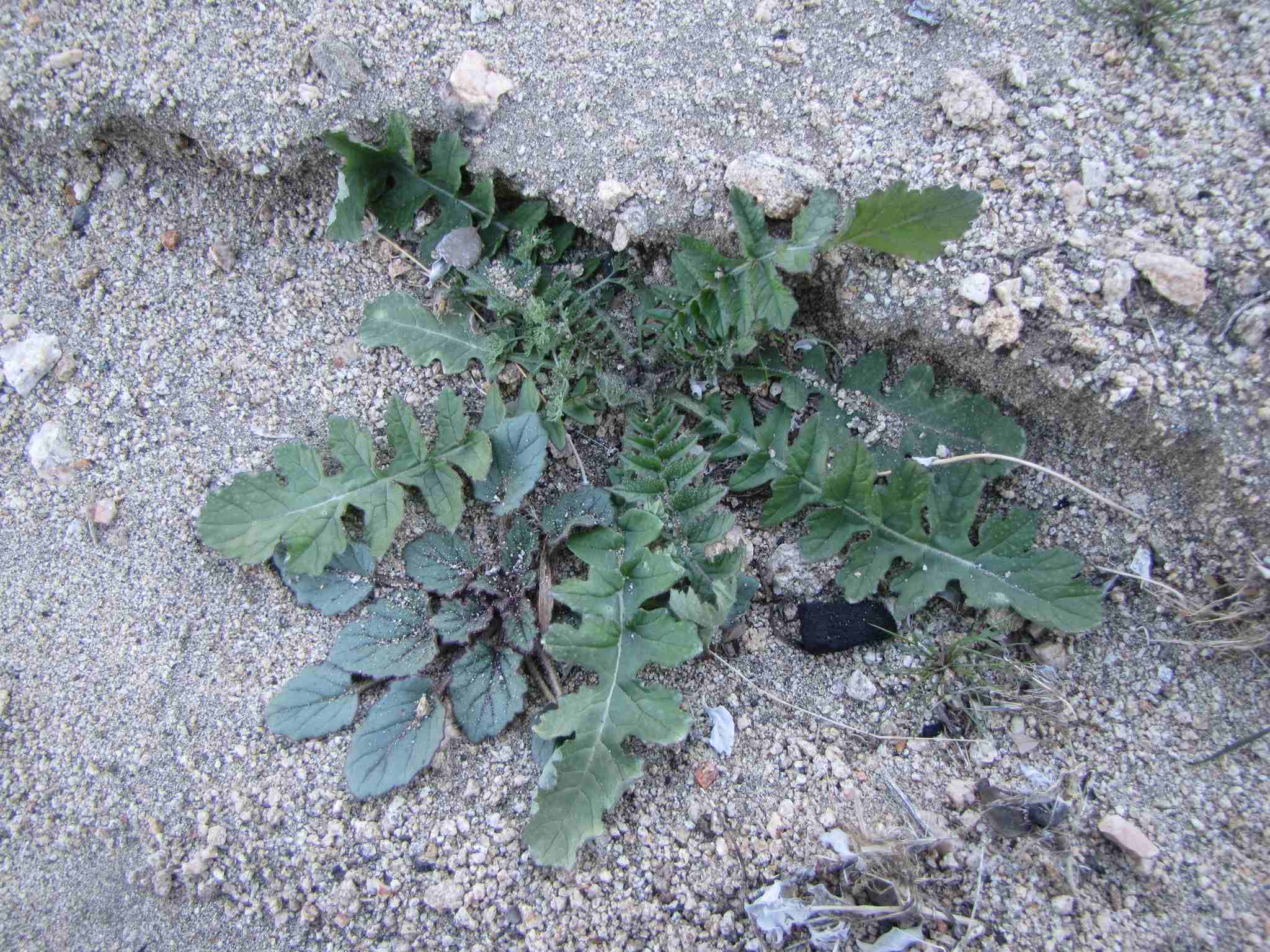 Brassica tournefortii
