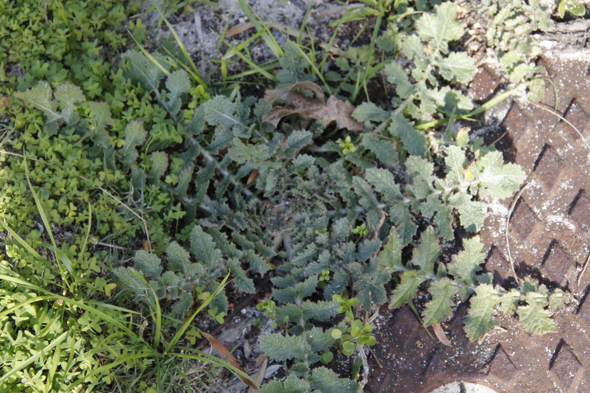 Brassica tournefortii