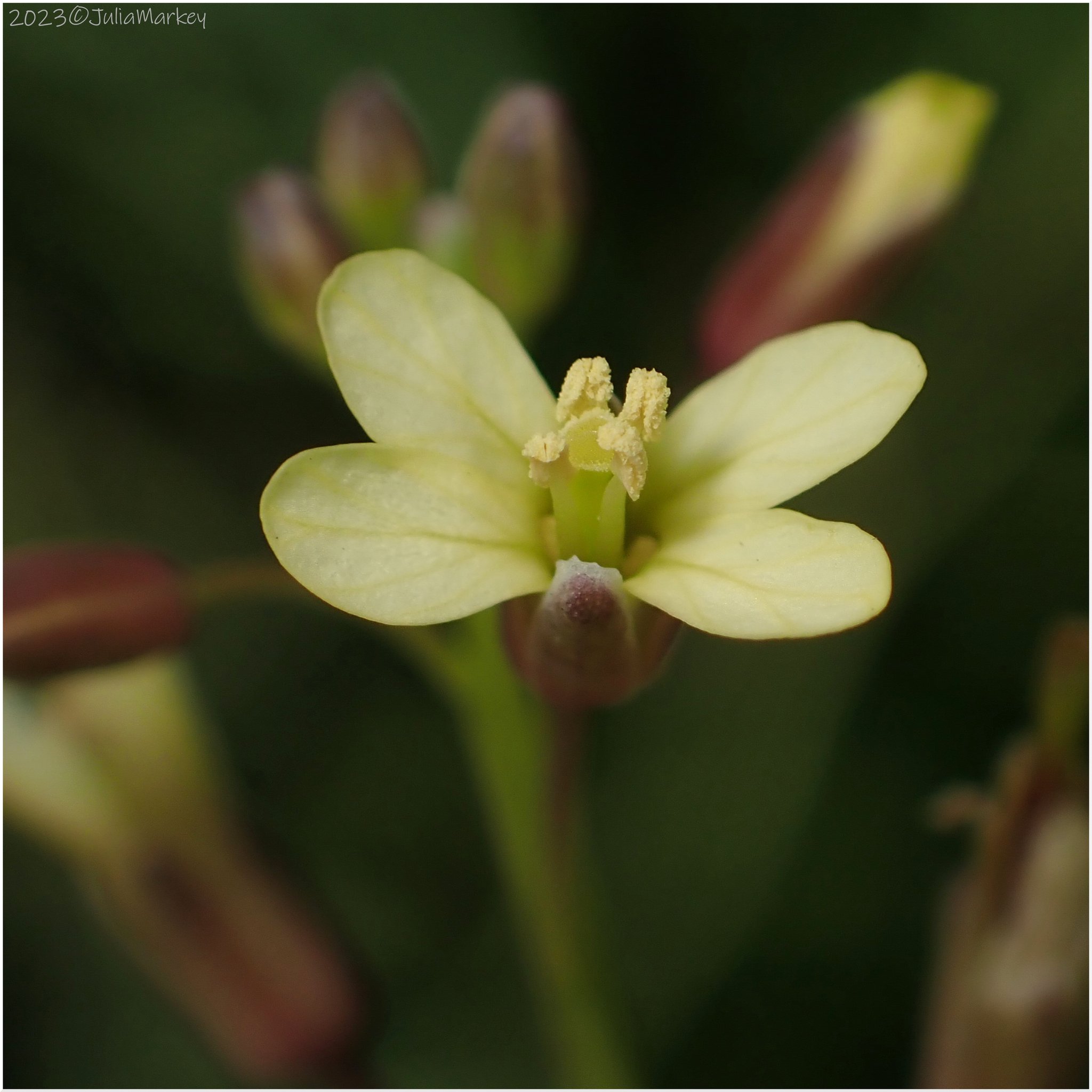 Brassica tournefortii