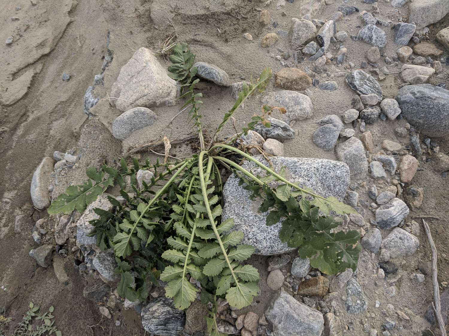 Brassica tournefortii