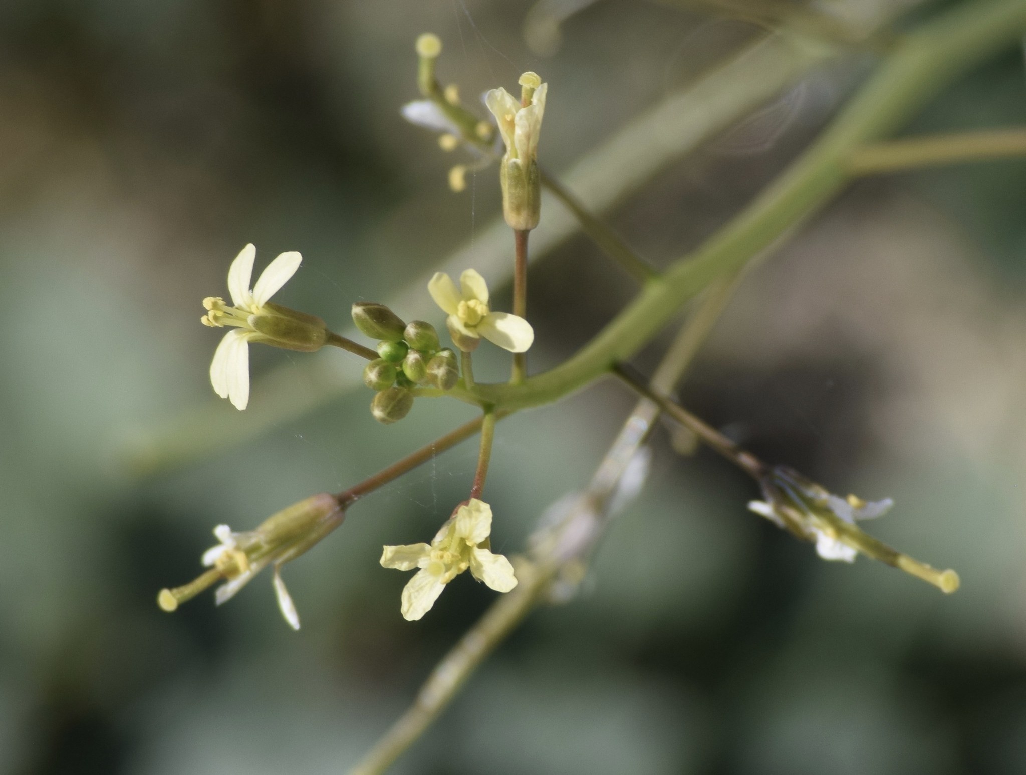 Brassica tournefortii