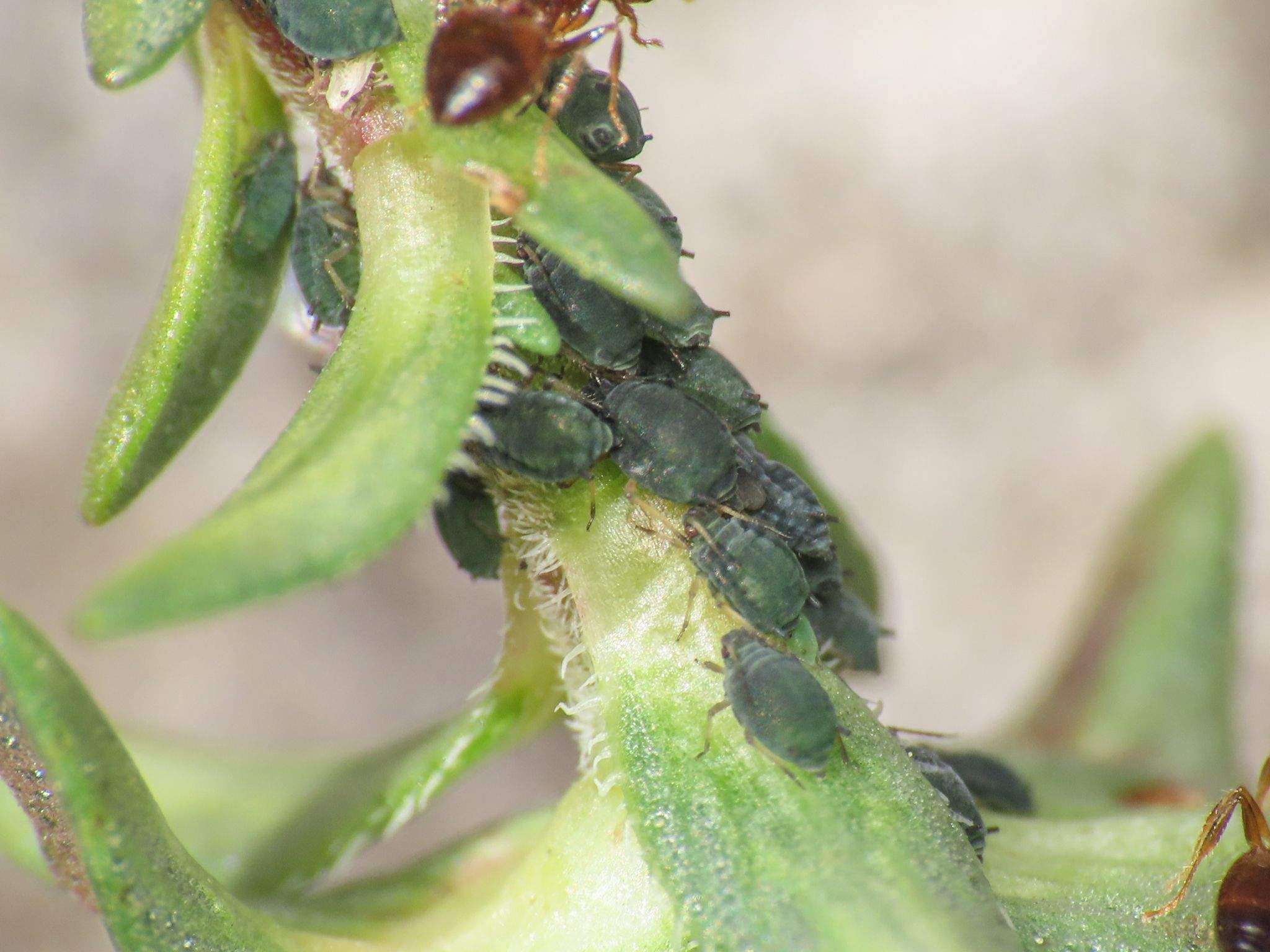 Aphis serpylli