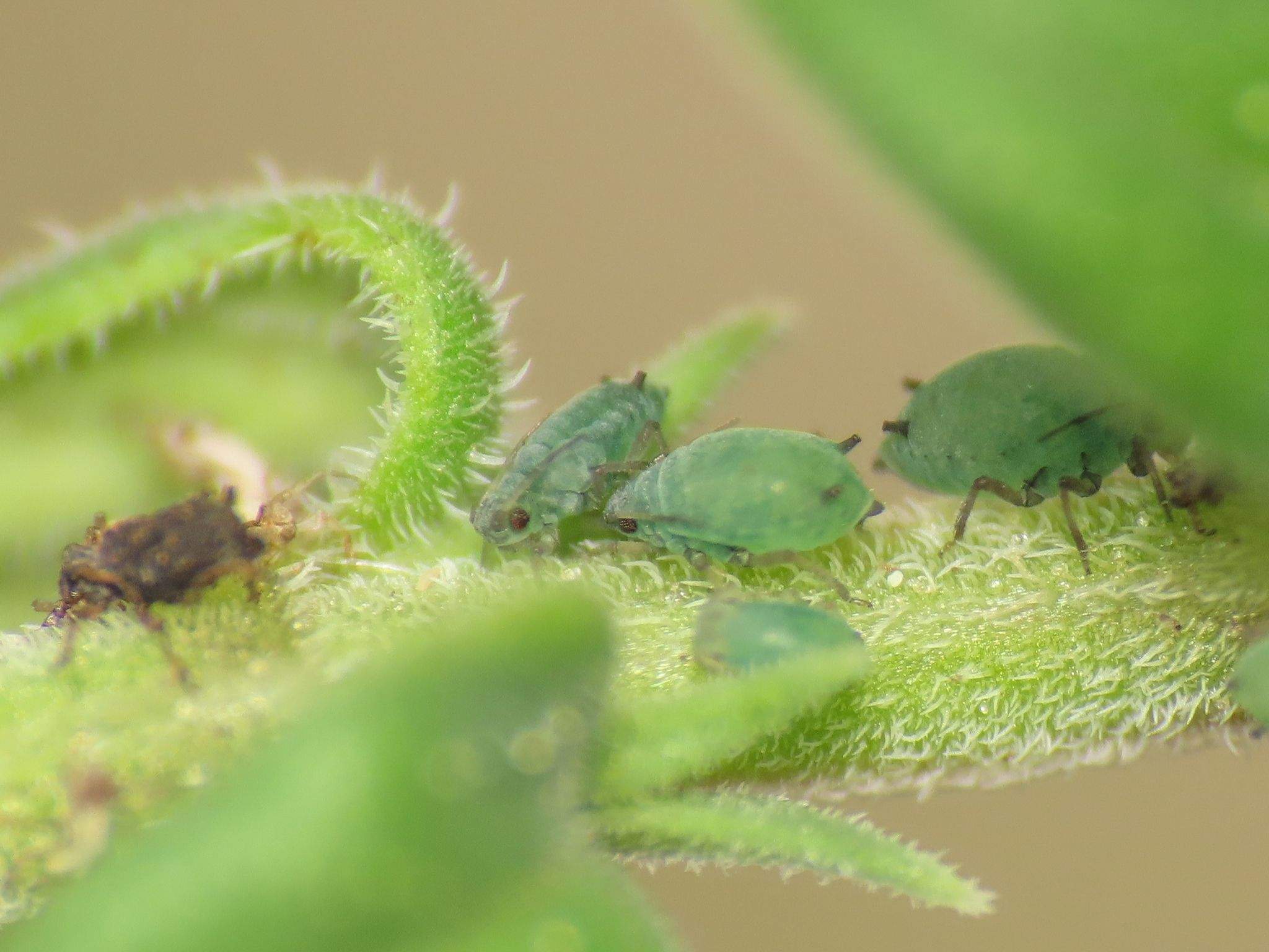 Aphis serpylli