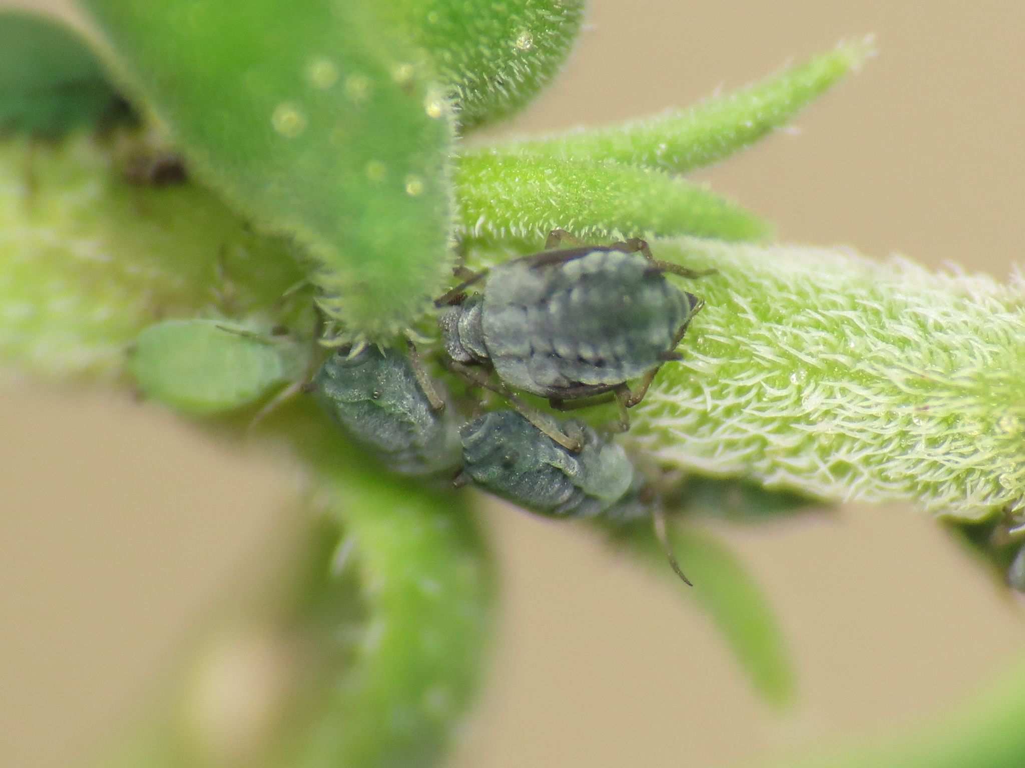 Aphis serpylli
