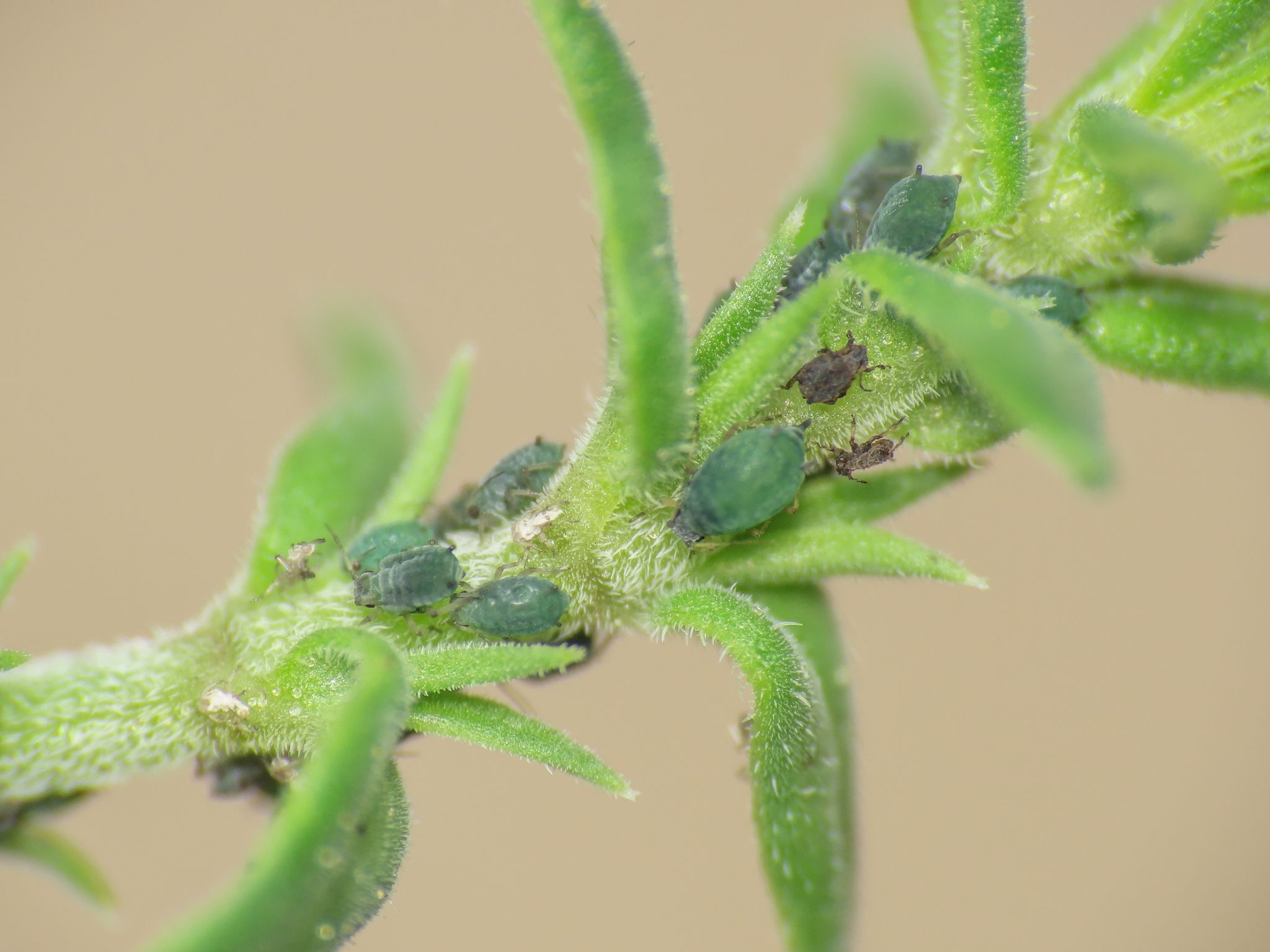 Aphis serpylli