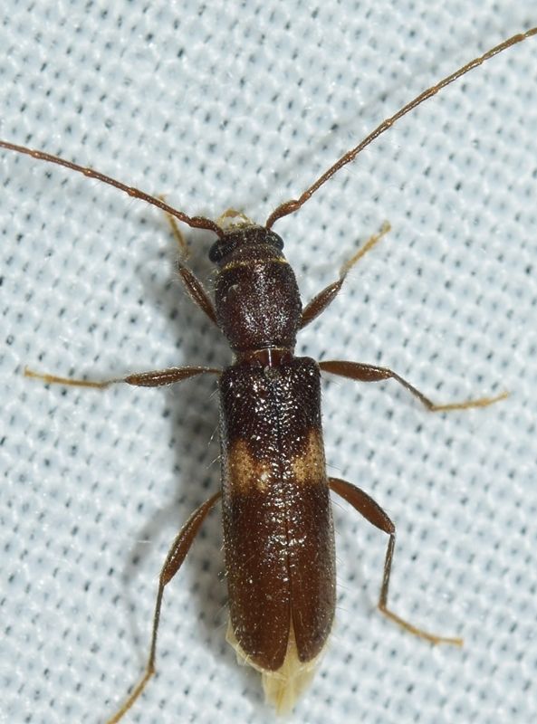 Penichroa fasciata