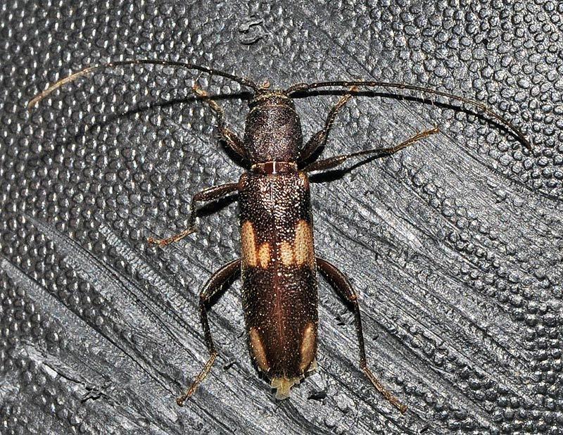 Penichroa fasciata
