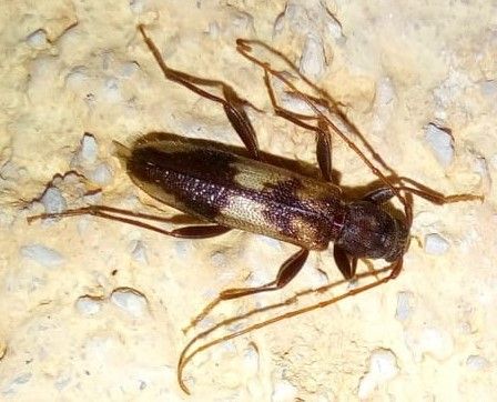 Penichroa fasciata