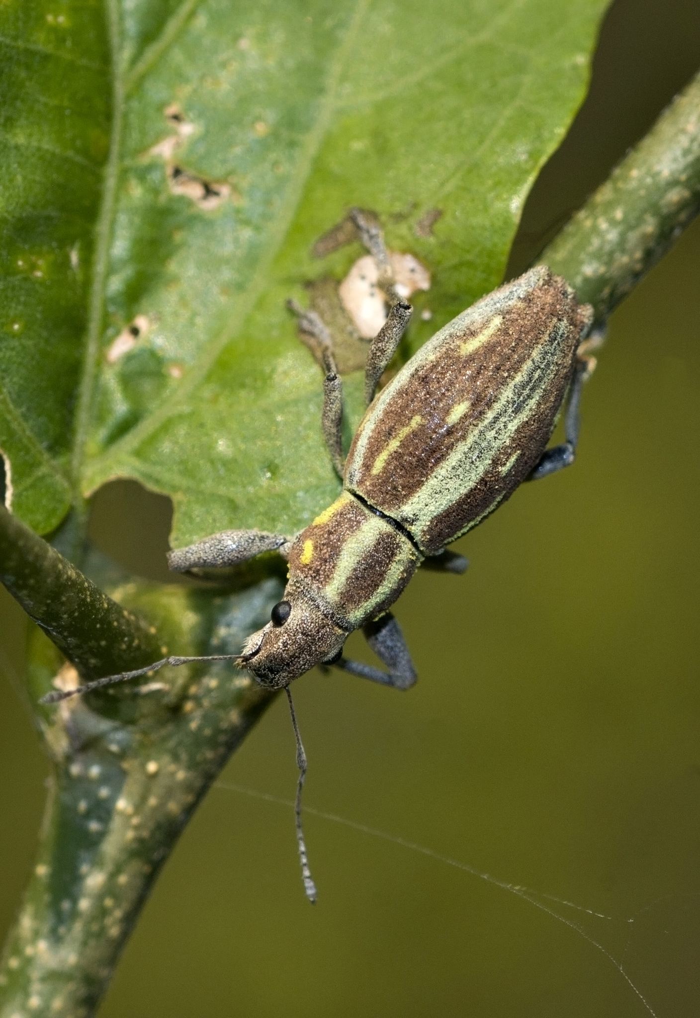 Naupactus xanthographus