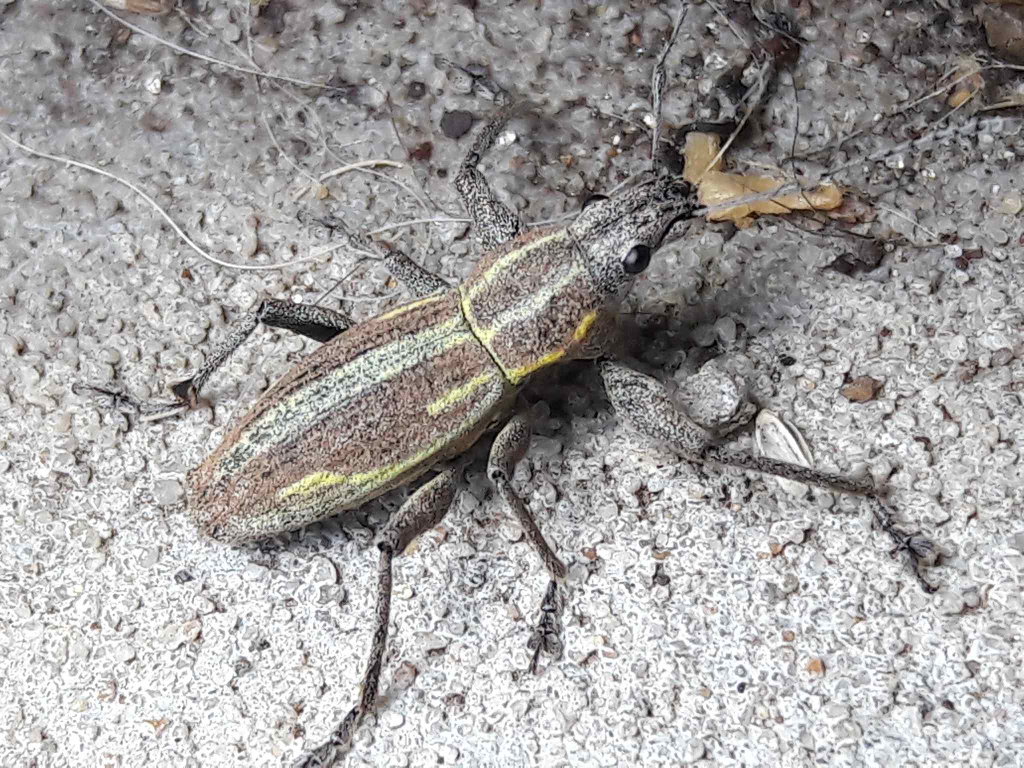 Naupactus xanthographus
