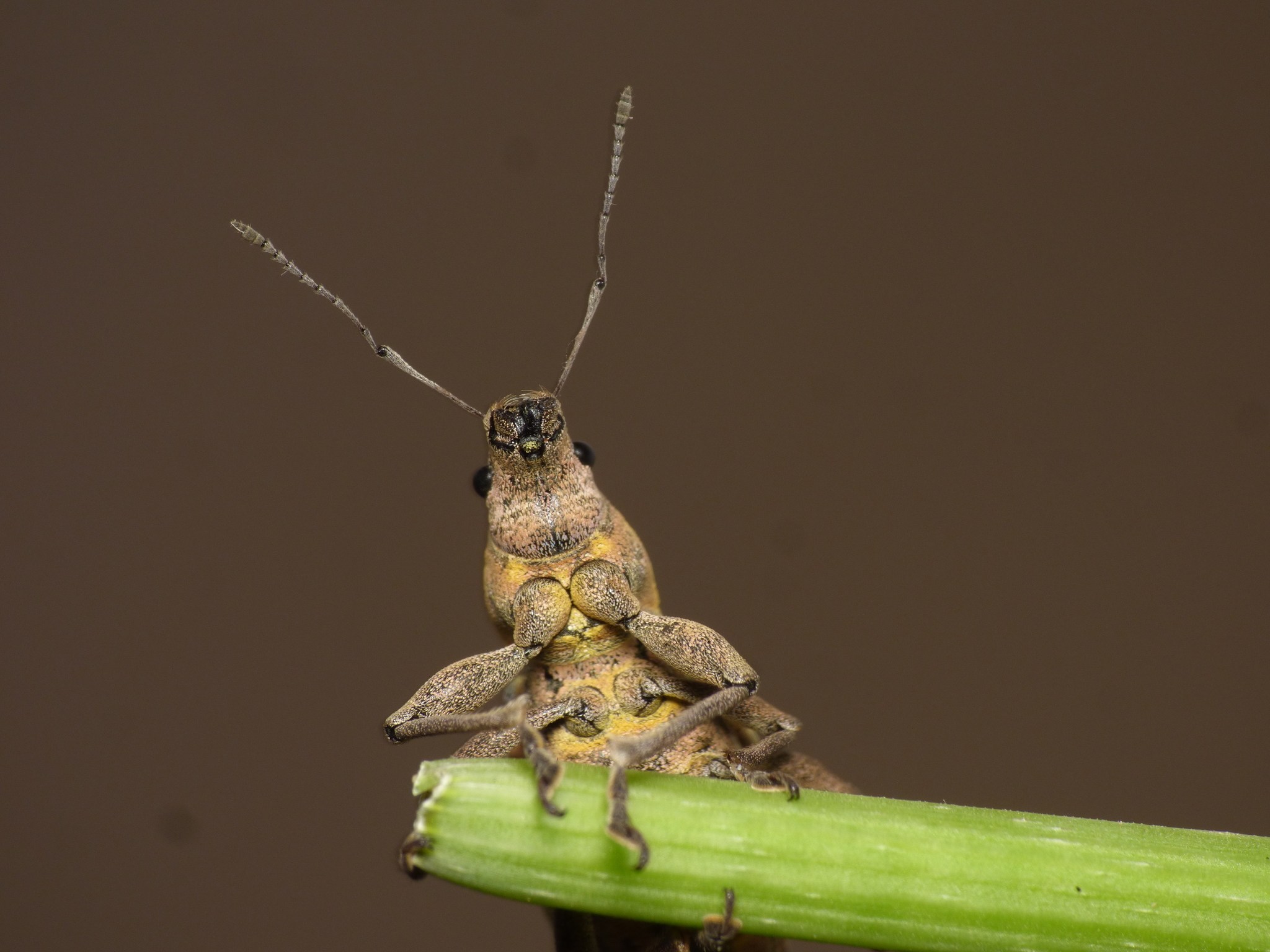 Naupactus xanthographus