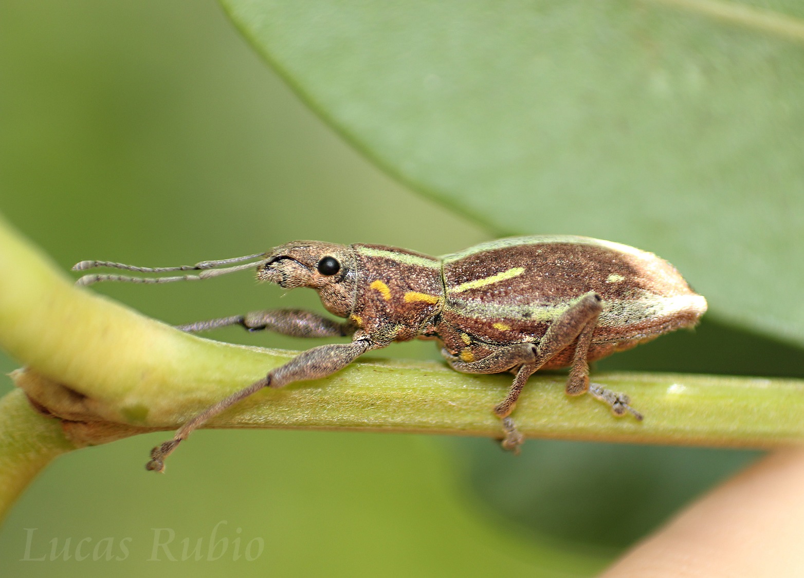 Naupactus xanthographus