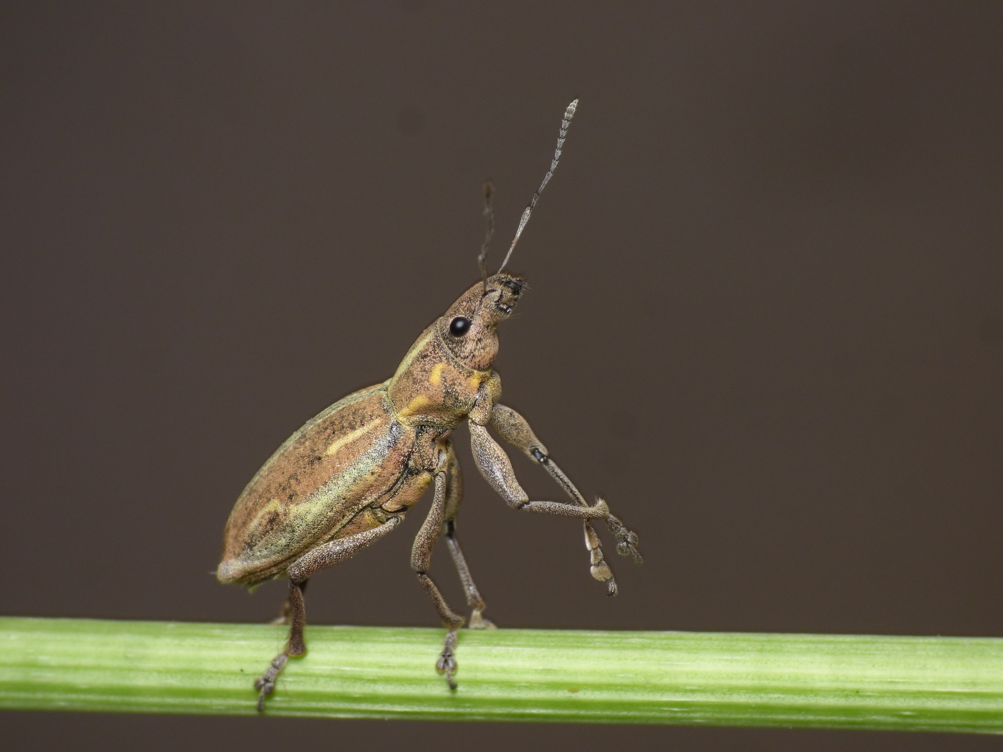 Naupactus xanthographus