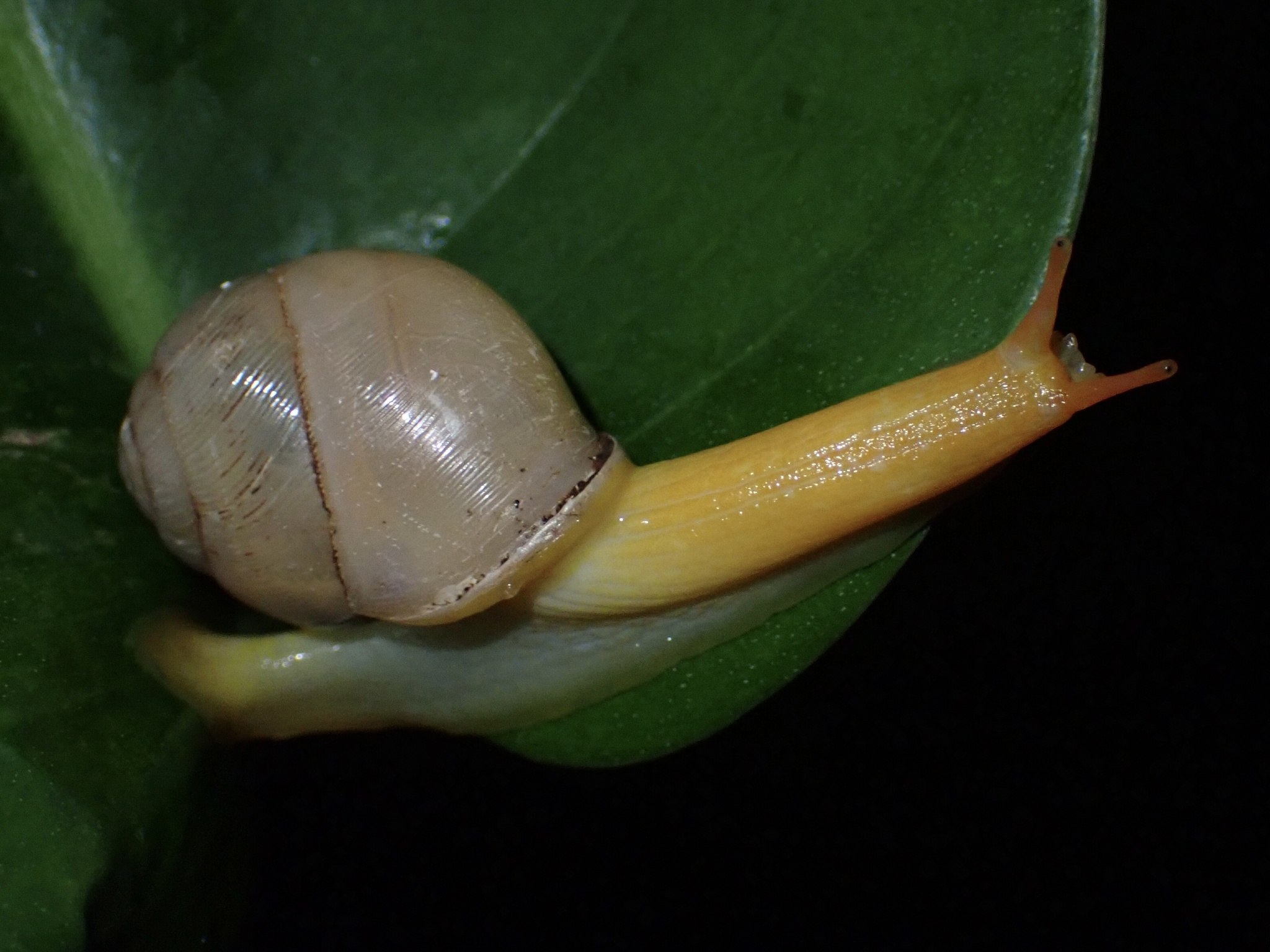 Streptaxis