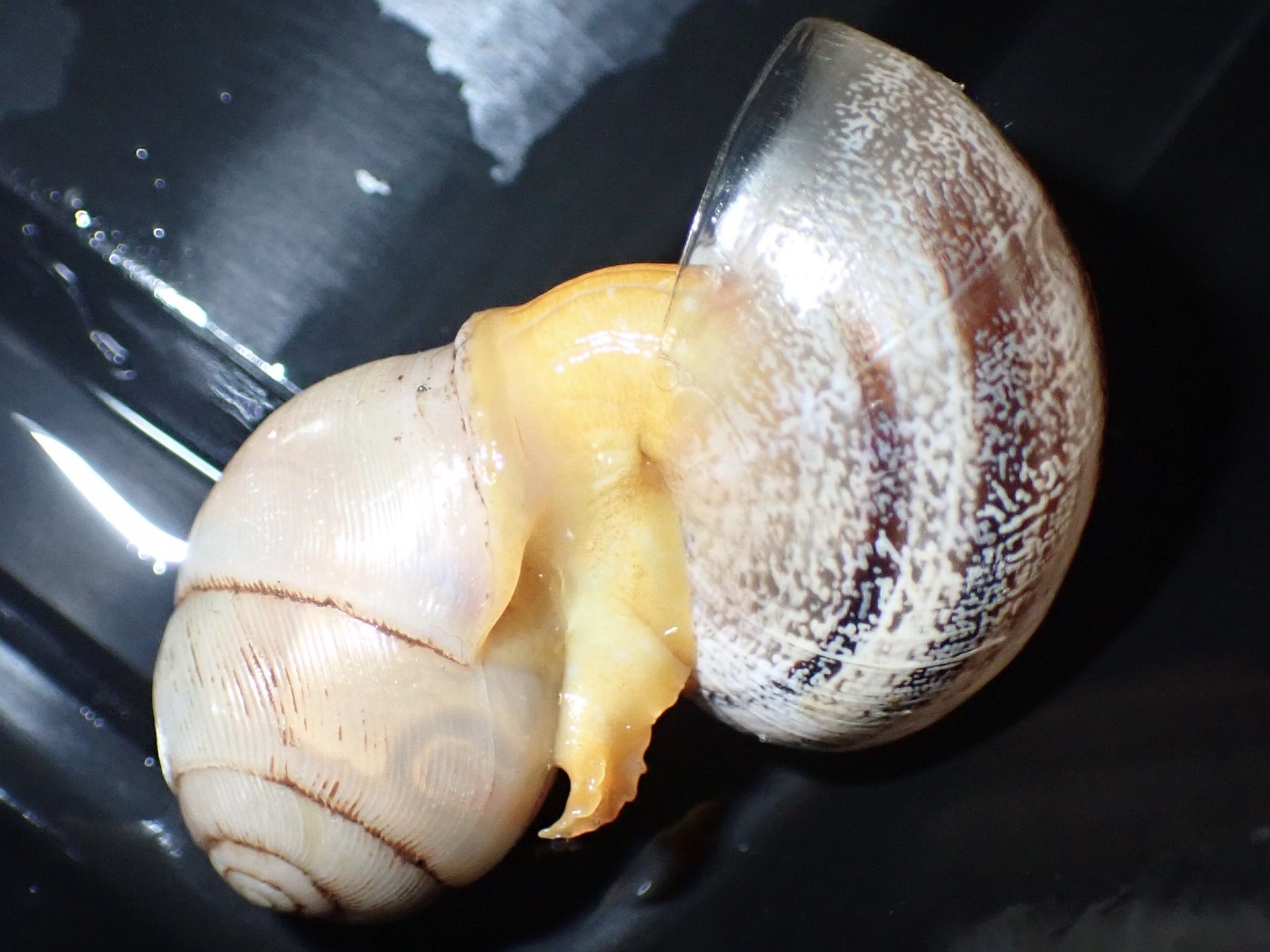 Streptaxis