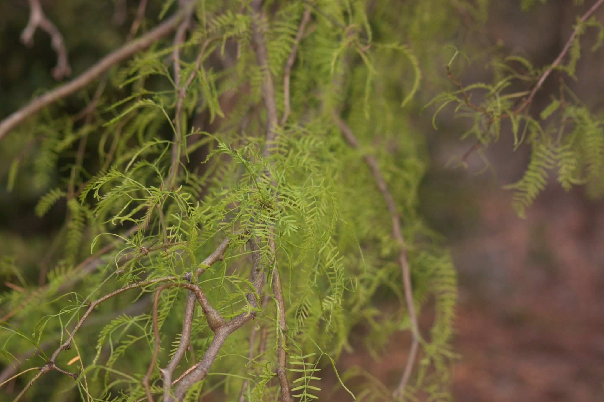 Neltuma hassleri