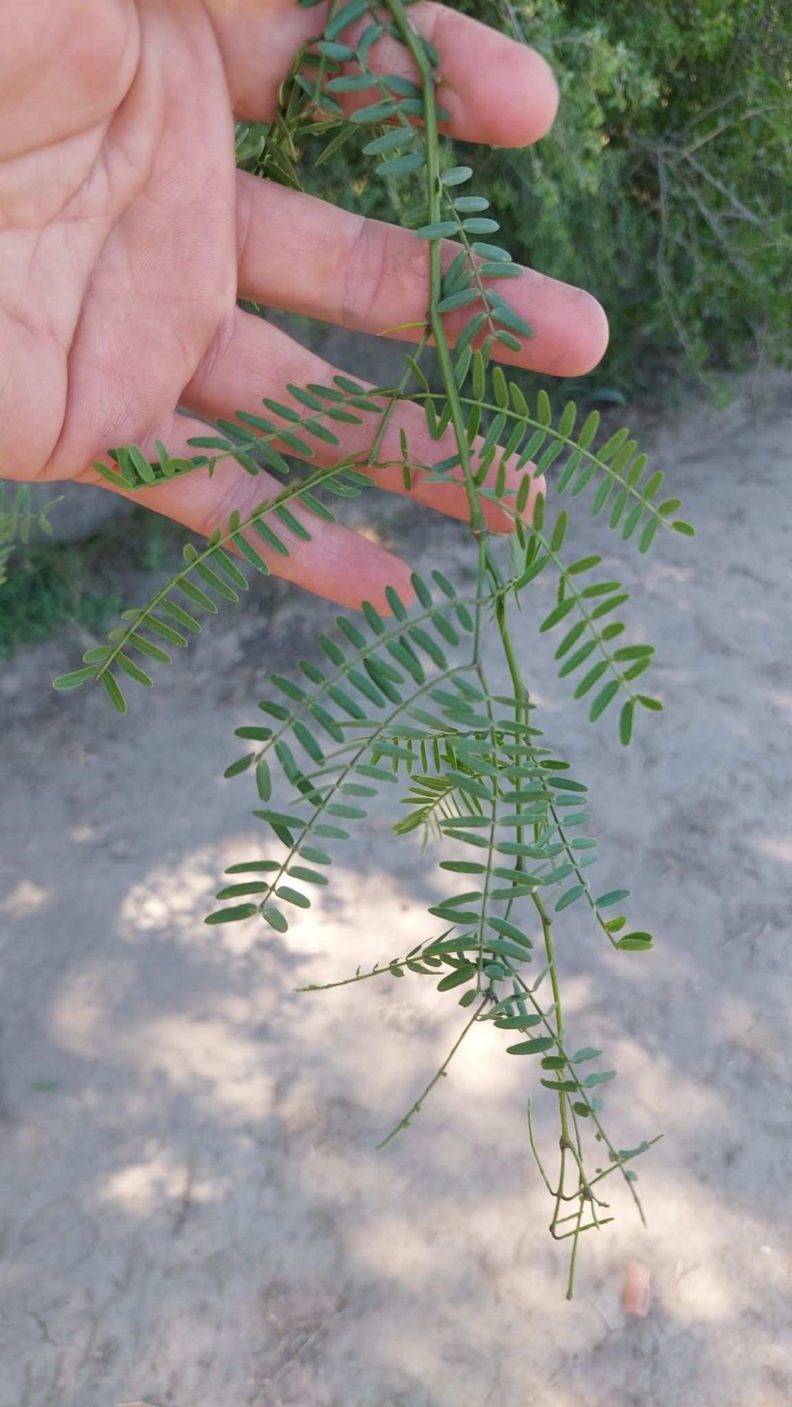 Neltuma hassleri