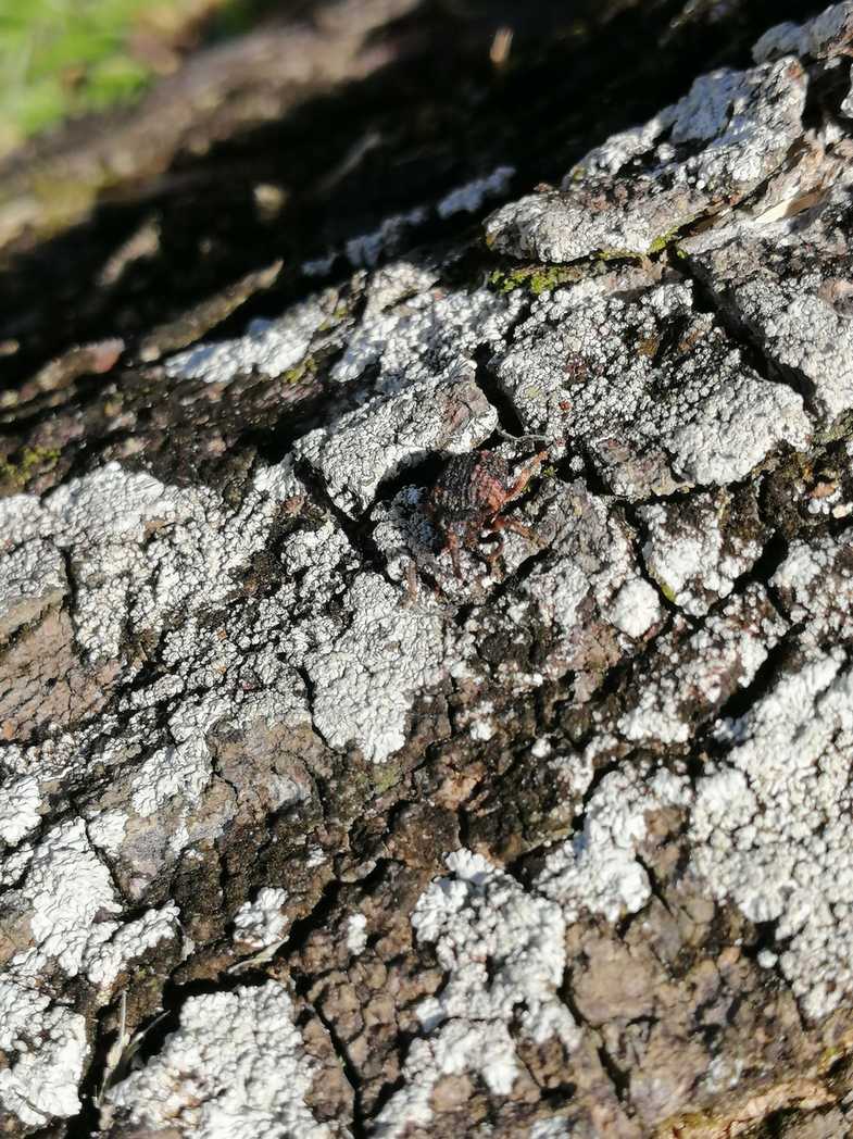 Sternochetus frigidus