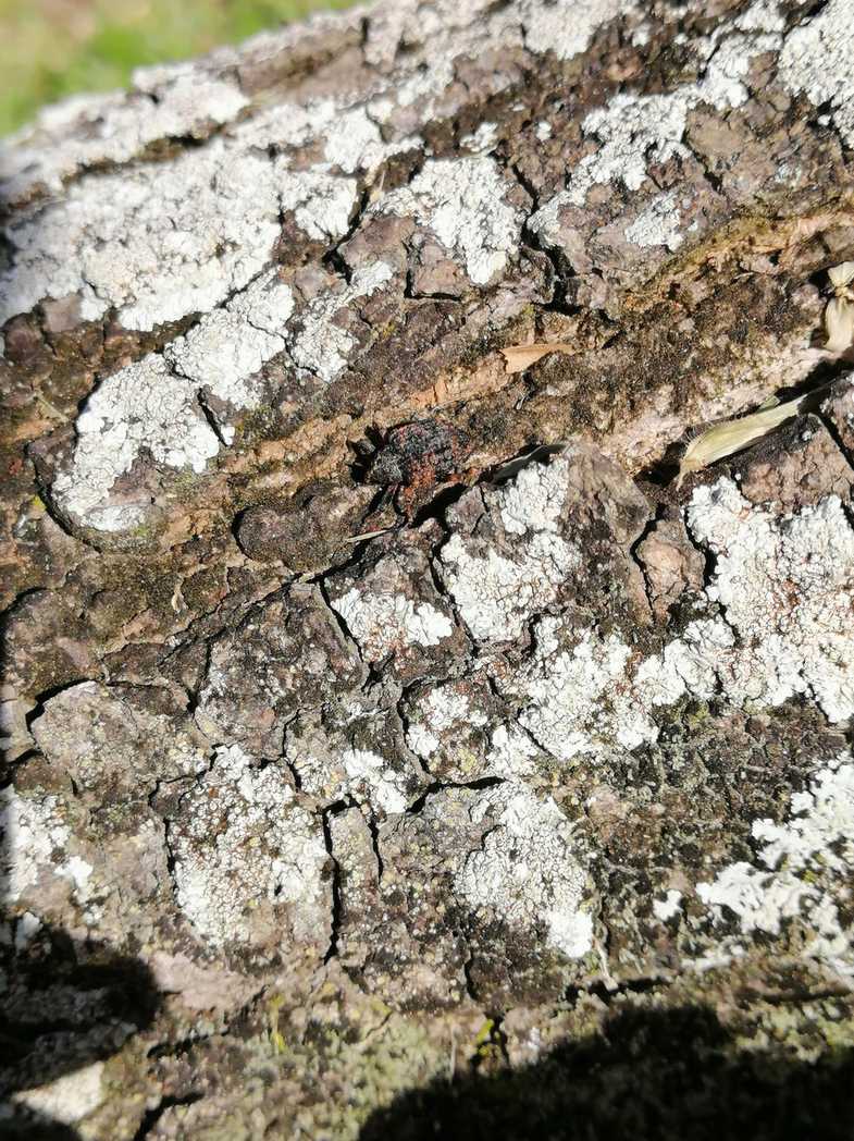 Sternochetus frigidus
