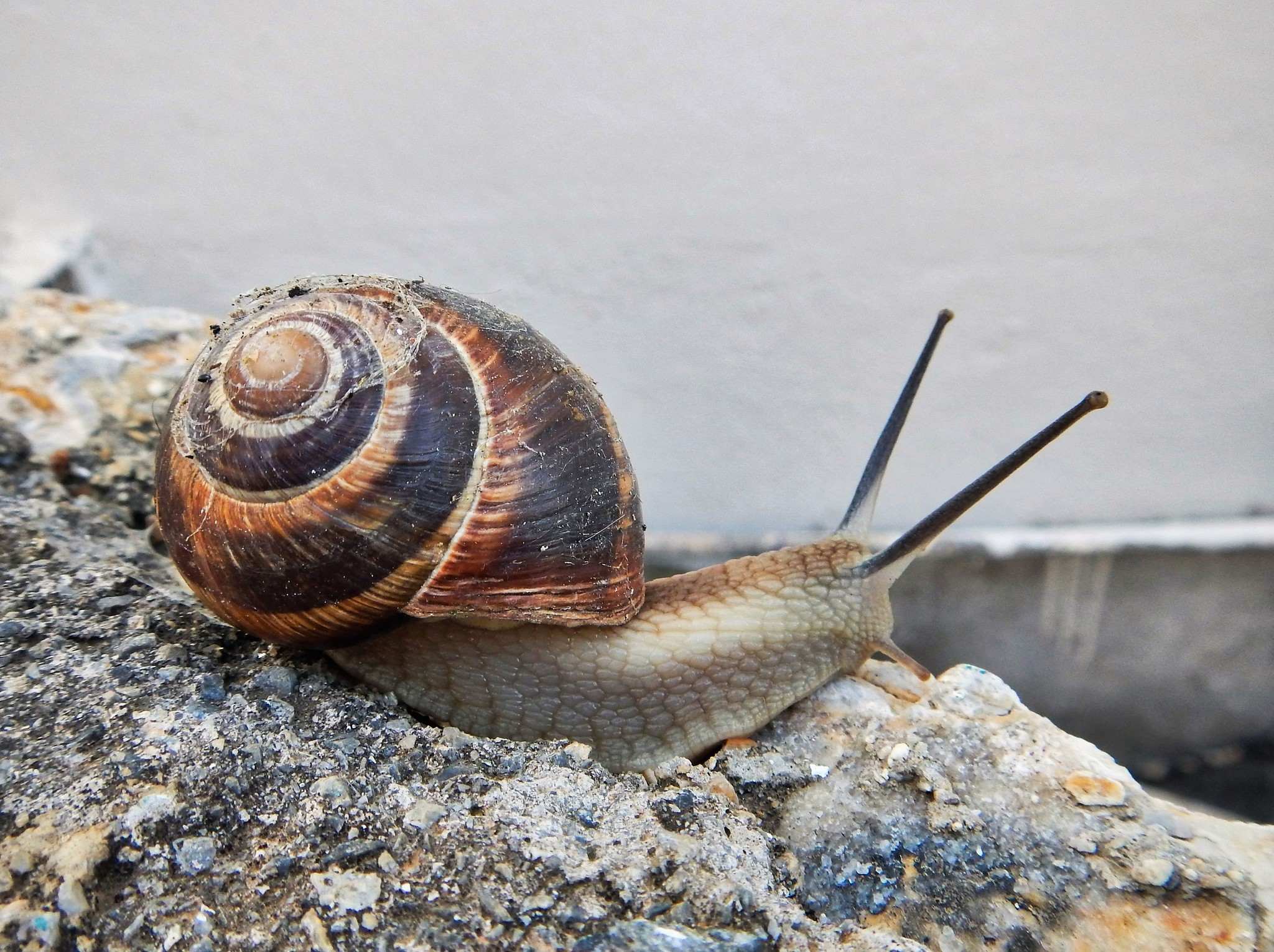 Helix cincta