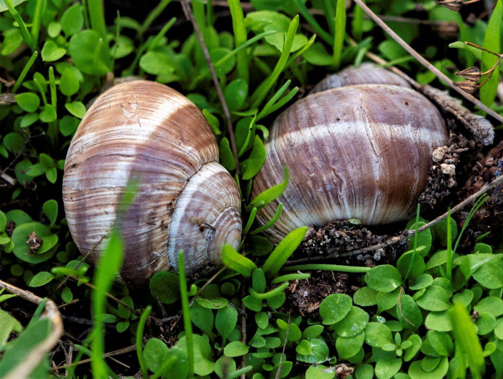 Helix cincta