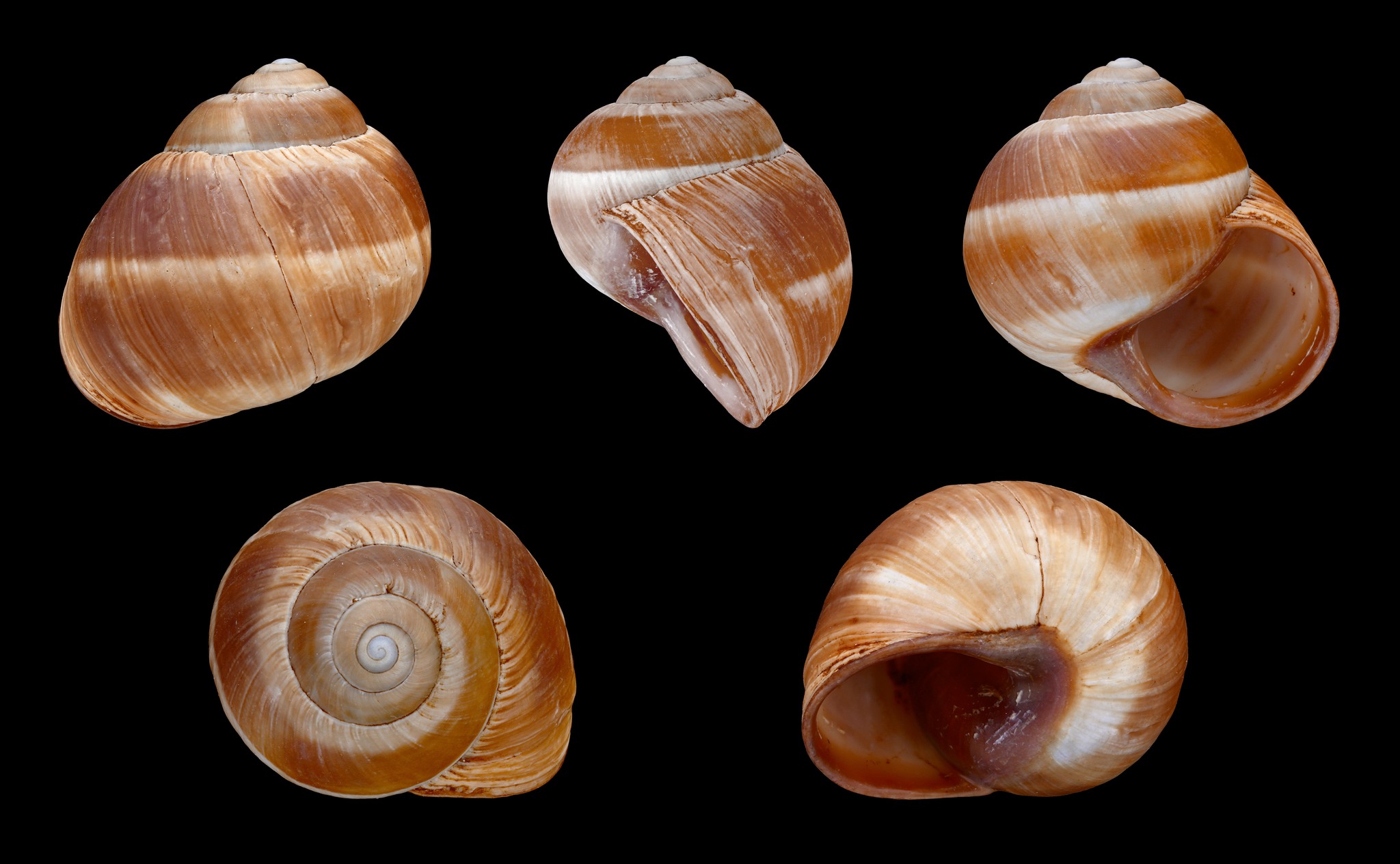 Helix cincta