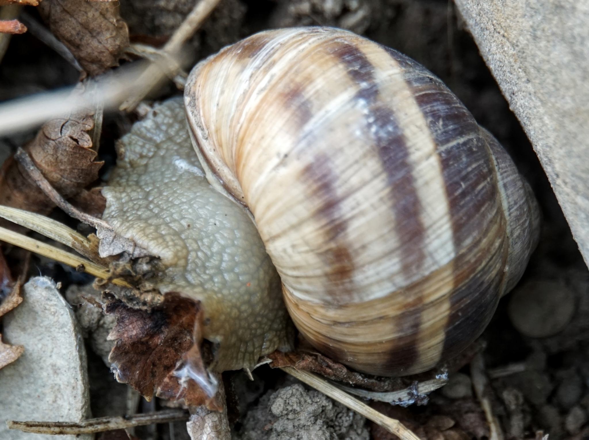 Helix cincta