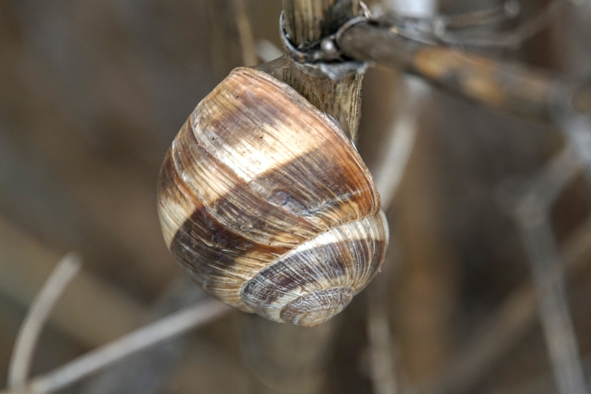 Helix cincta