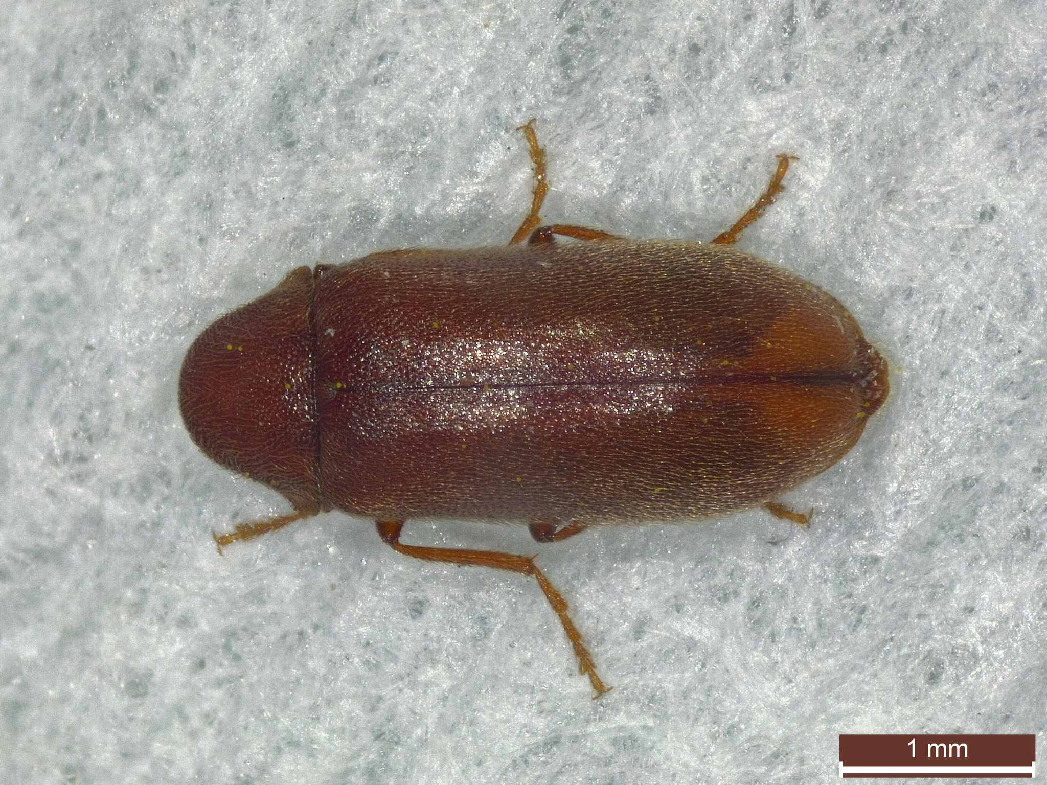 Ernobius mollis