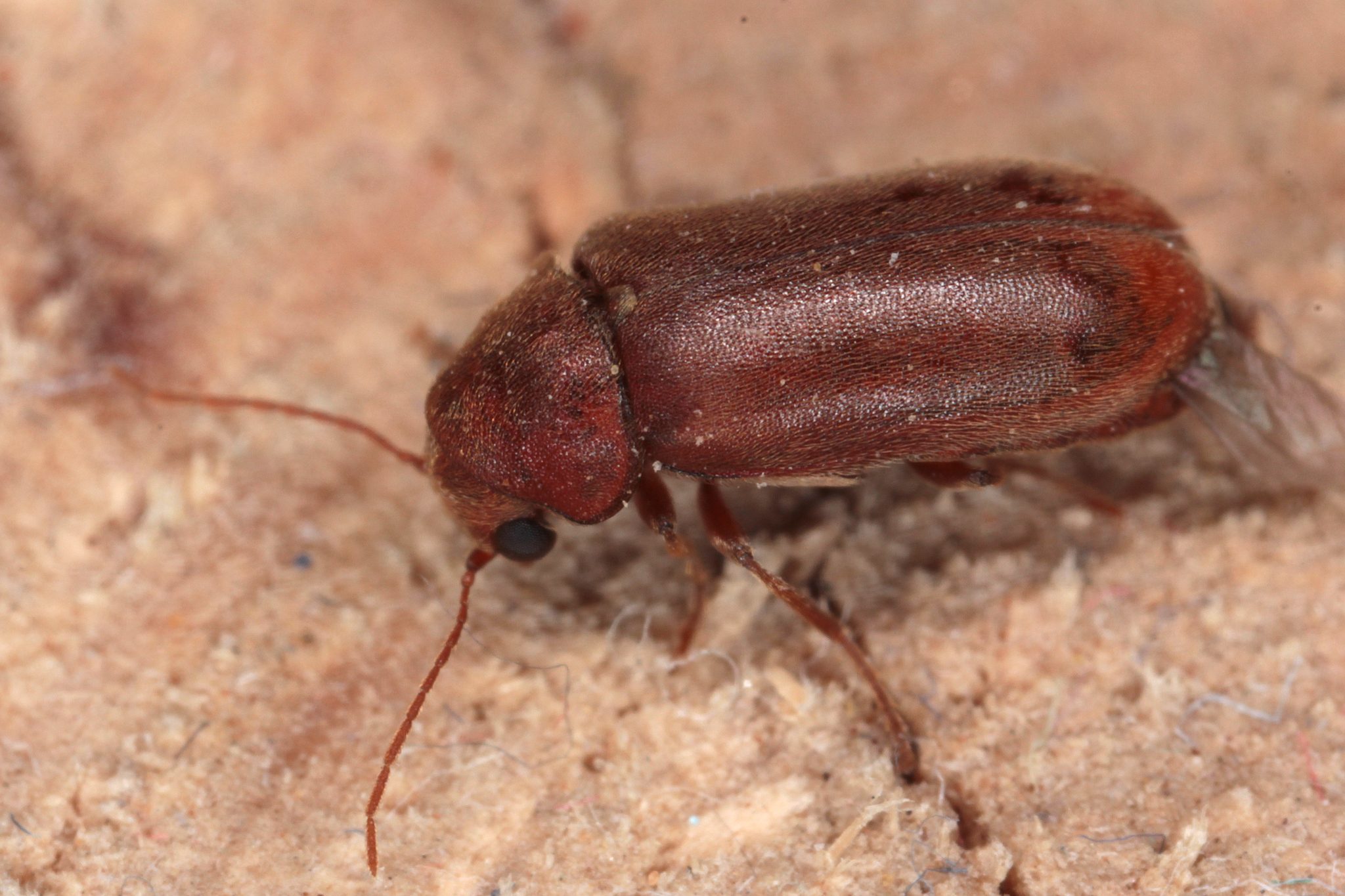 Ernobius mollis