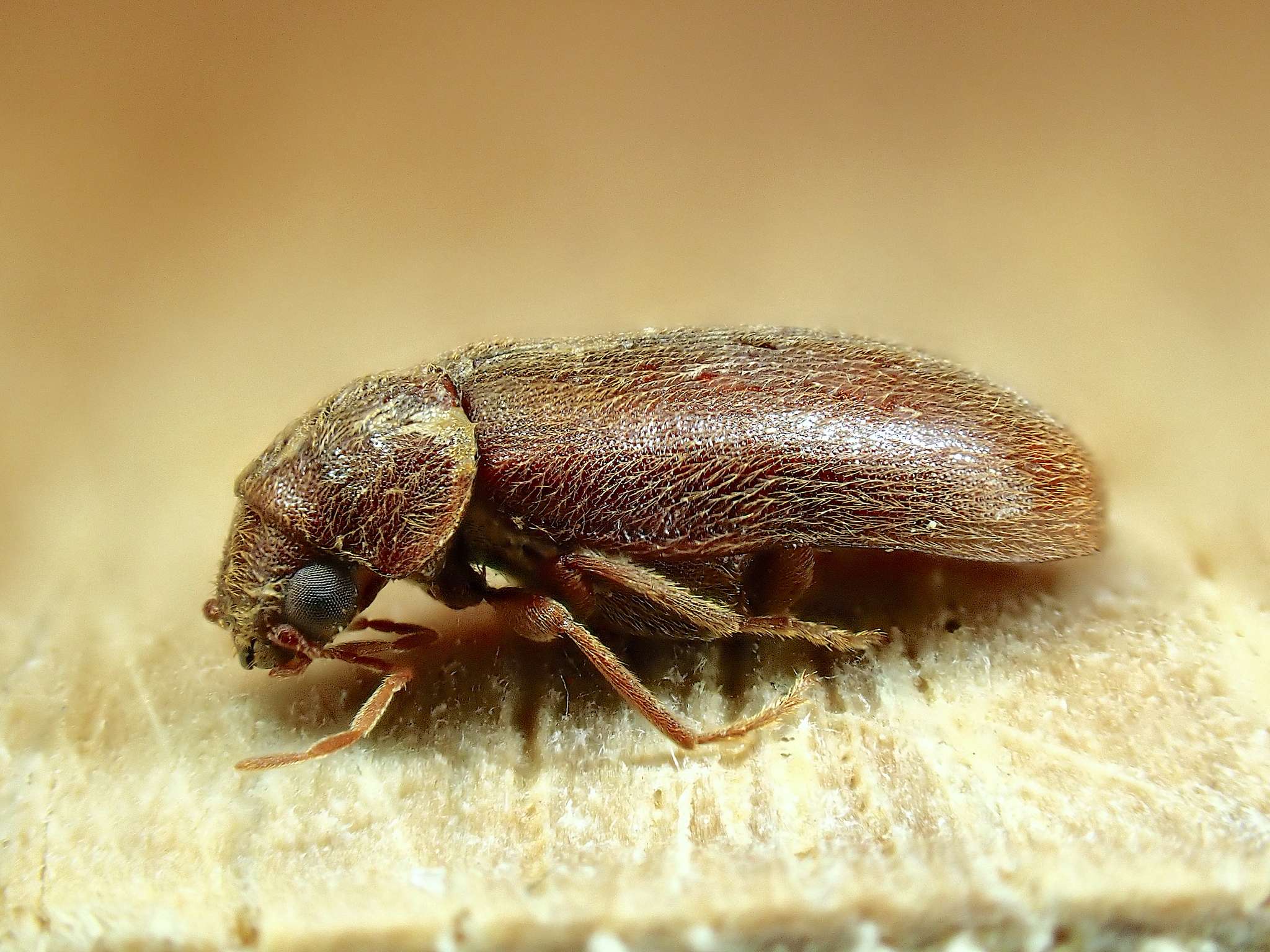 Ernobius mollis