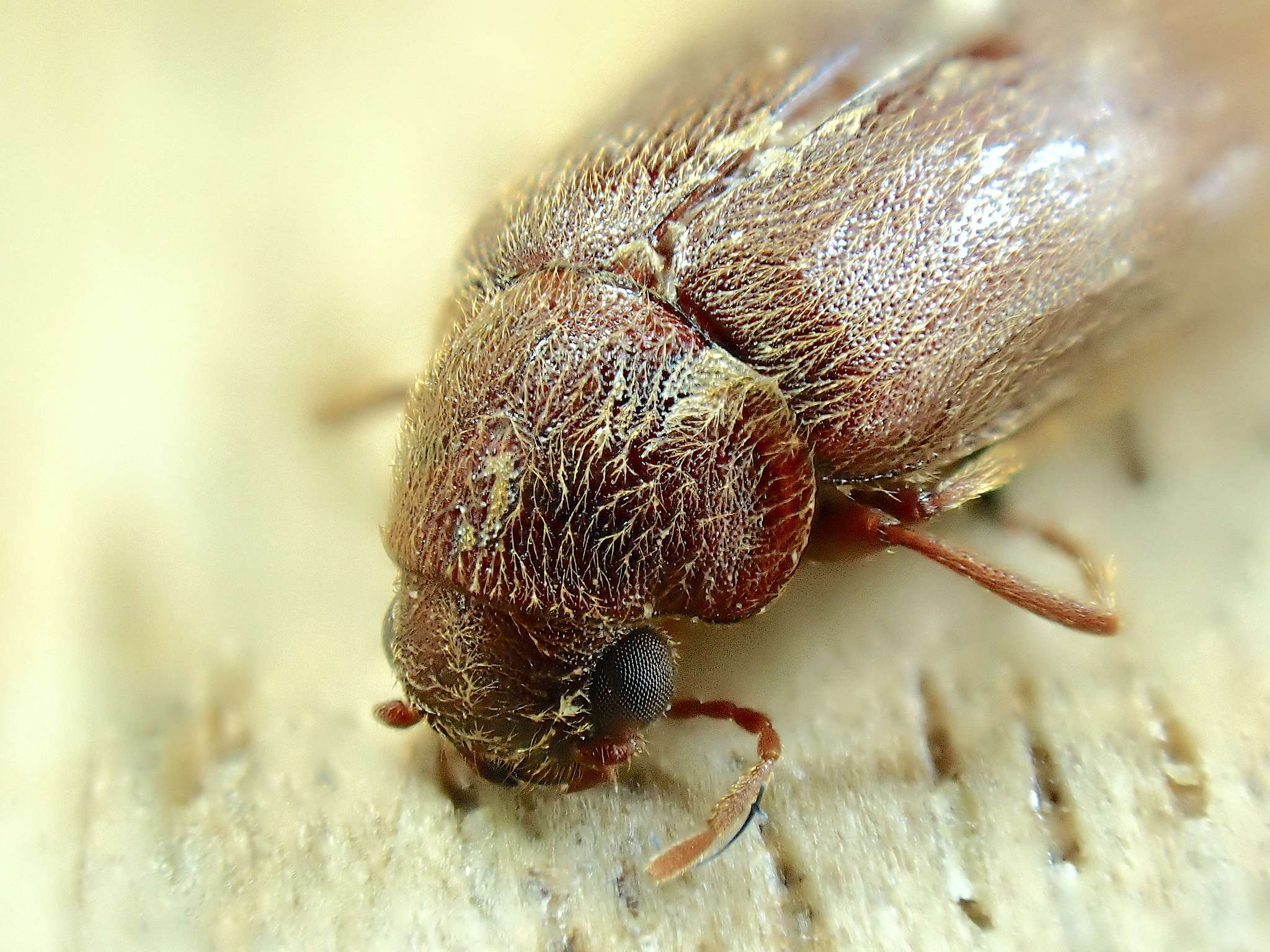 Ernobius mollis